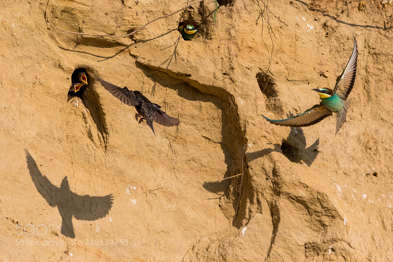 Canon EOS 7D Mark II sample photo. ´´fütterung`` photography