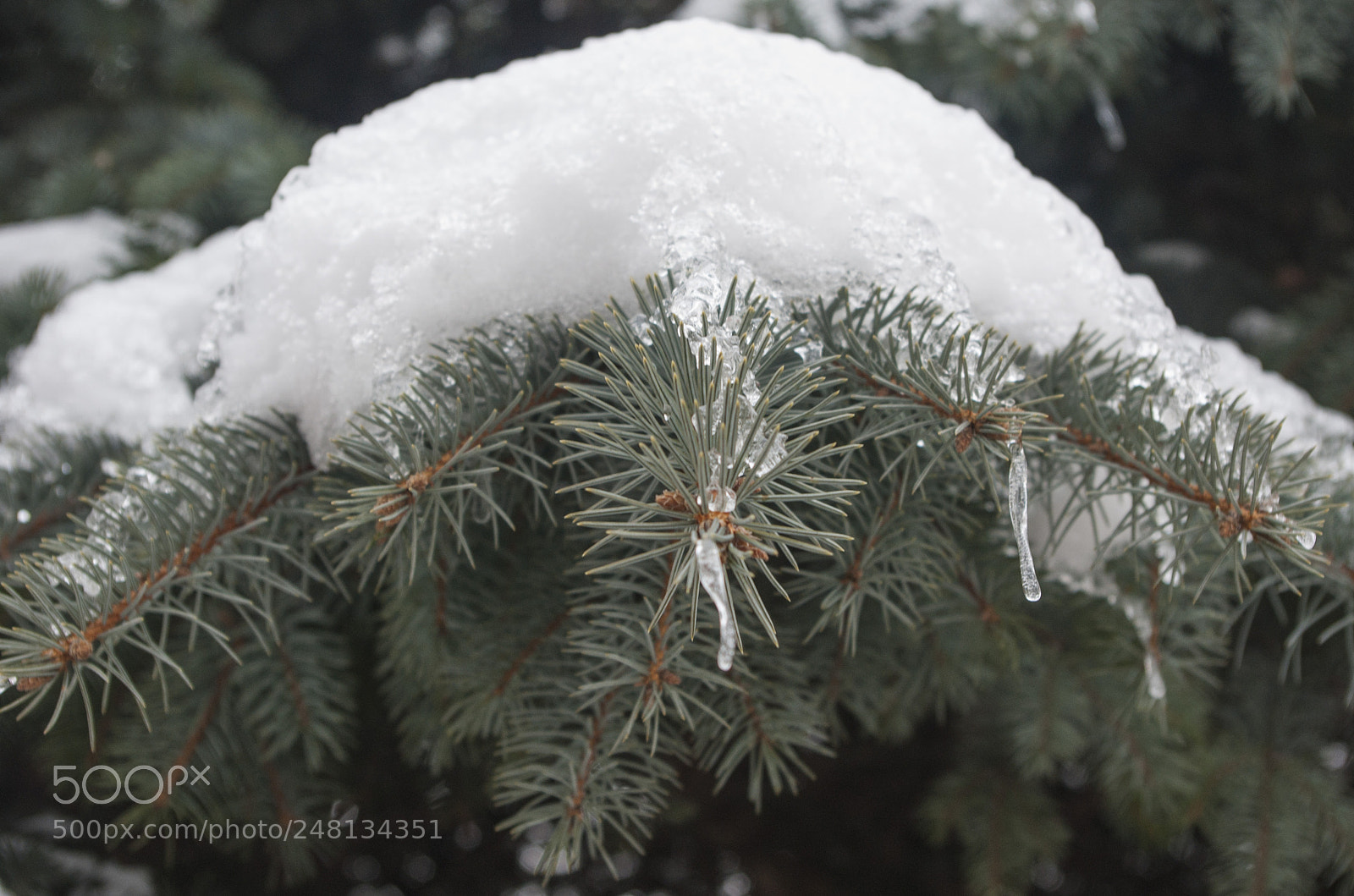 Pentax K200D sample photo. Fenyőfa 3. photography
