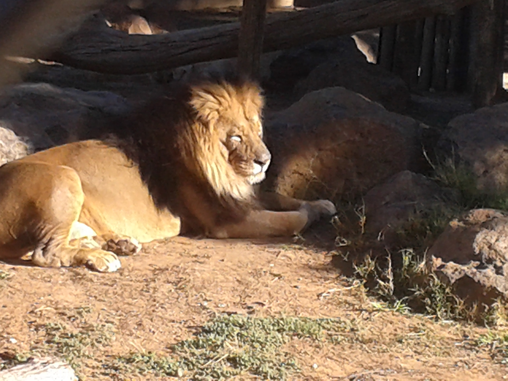 Samsung Galaxy S3 Mini sample photo. Lion photography