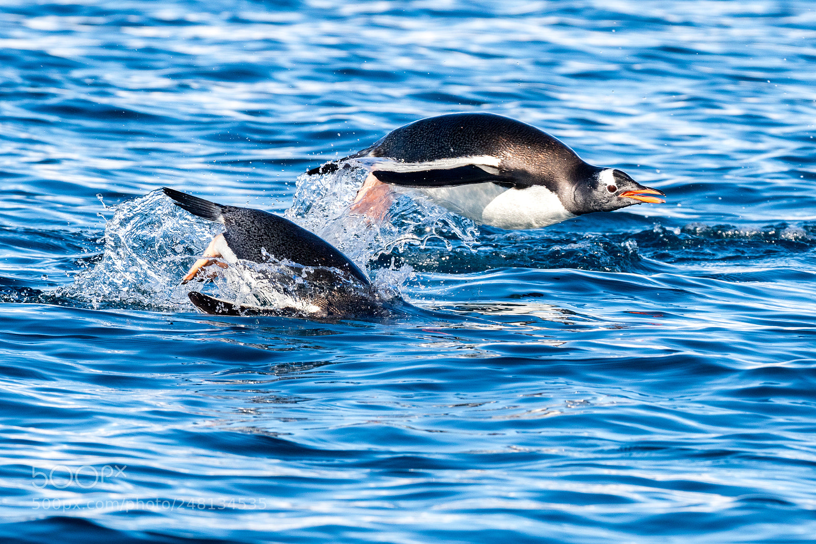 Canon EOS 7D Mark II sample photo. Porpoising penguins photography