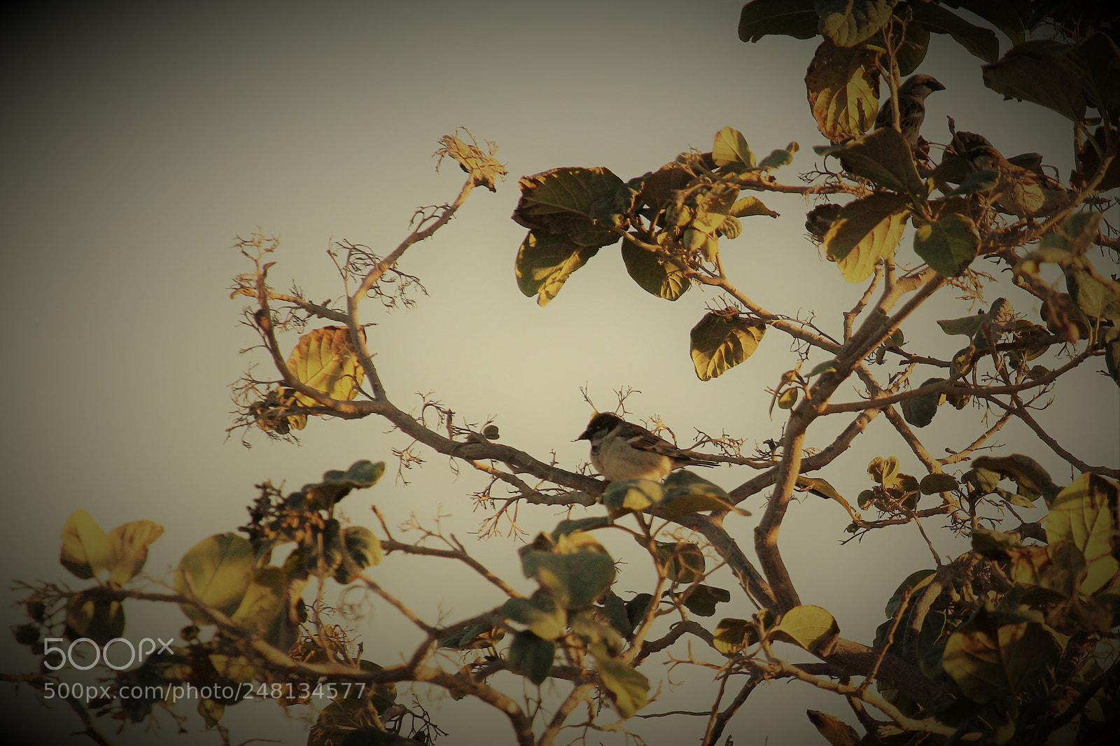 Canon EOS 700D (EOS Rebel T5i / EOS Kiss X7i) sample photo. Little bird photography