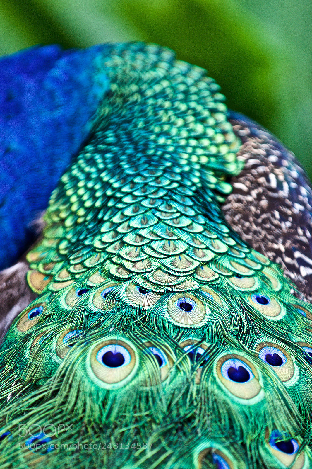Canon EOS 600D (Rebel EOS T3i / EOS Kiss X5) sample photo. Feathers photography