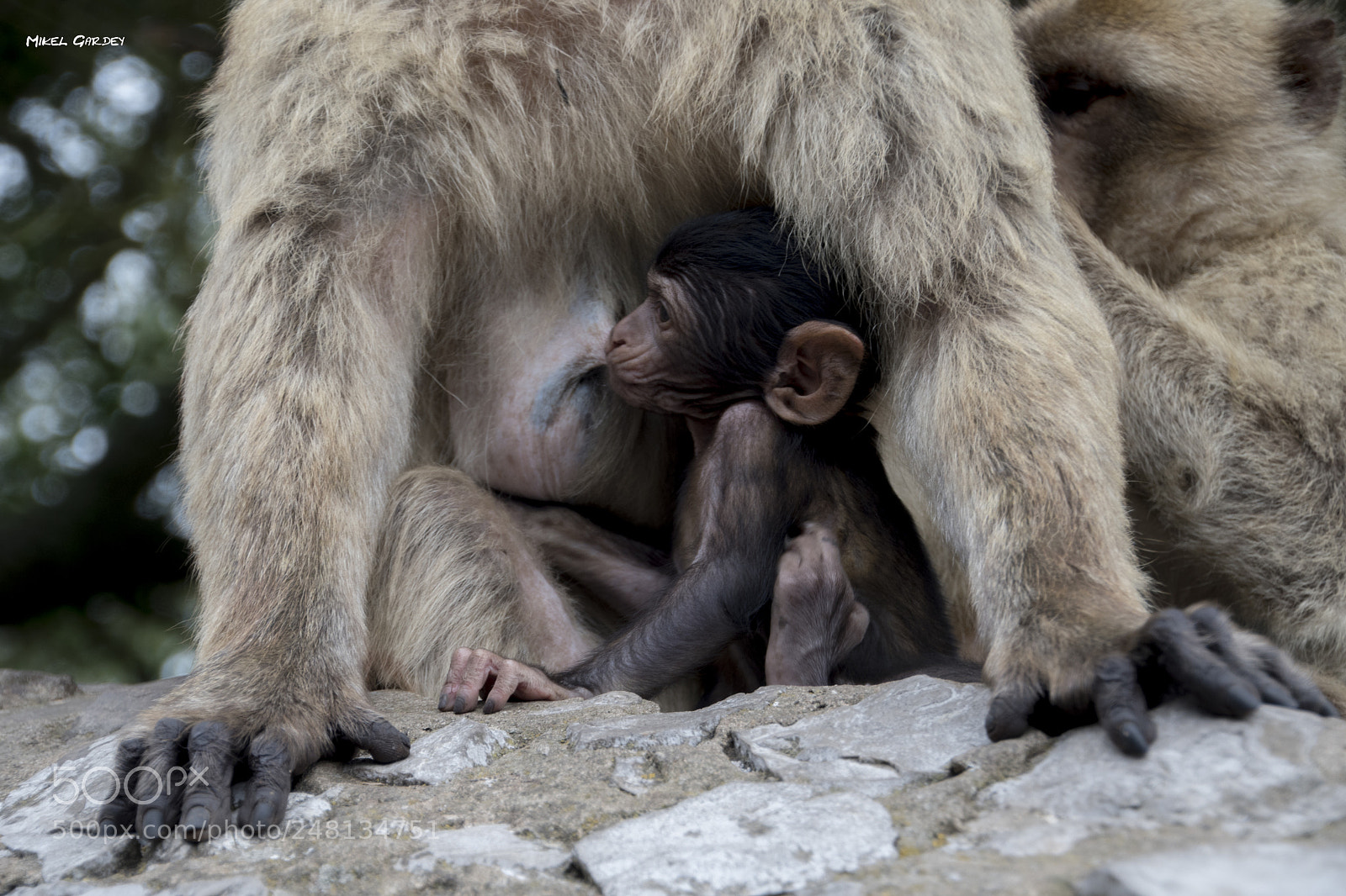 Nikon D500 sample photo. Monkey photography