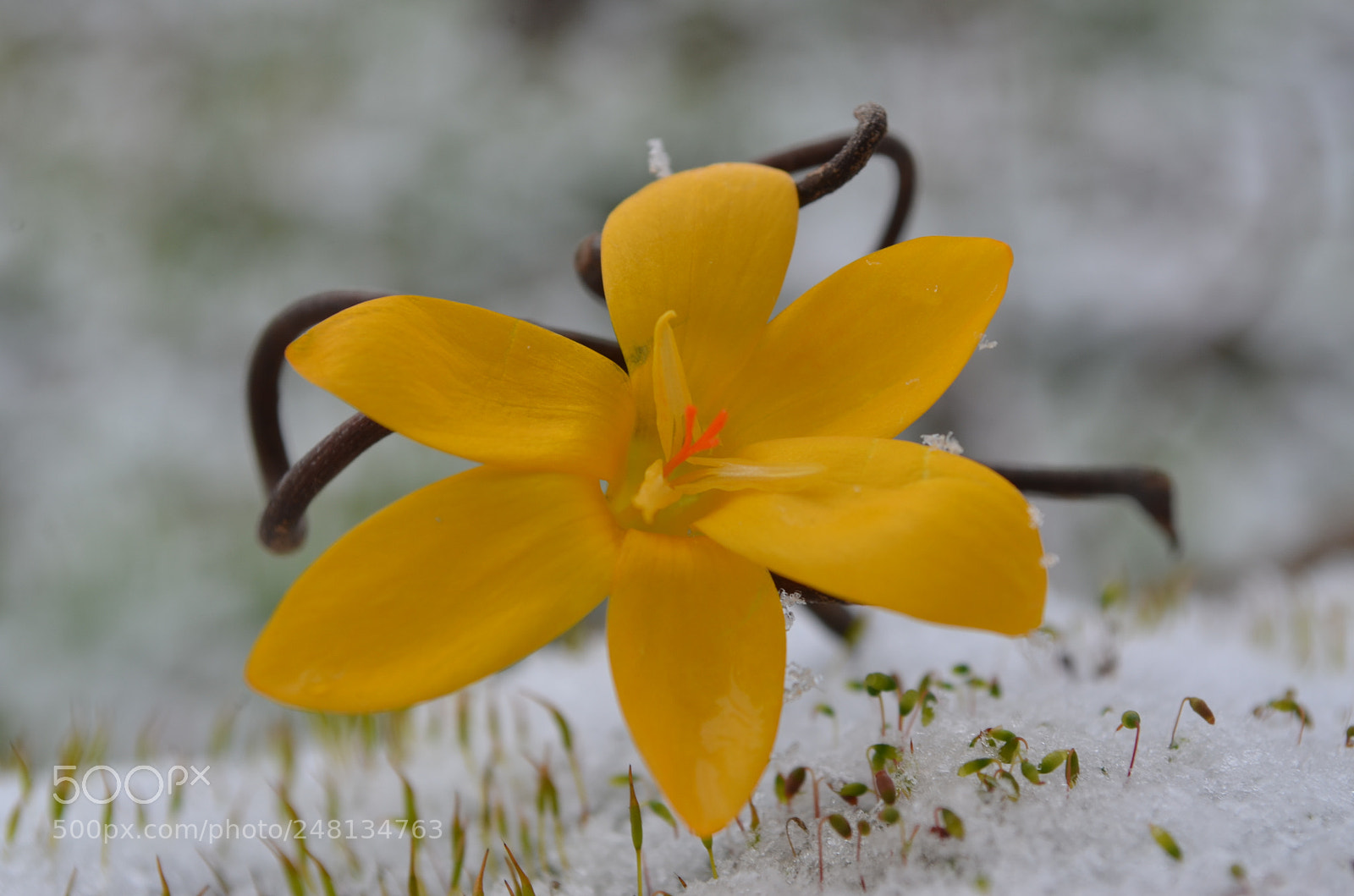 Nikon D5100 sample photo. Fiocchi del fiore photography