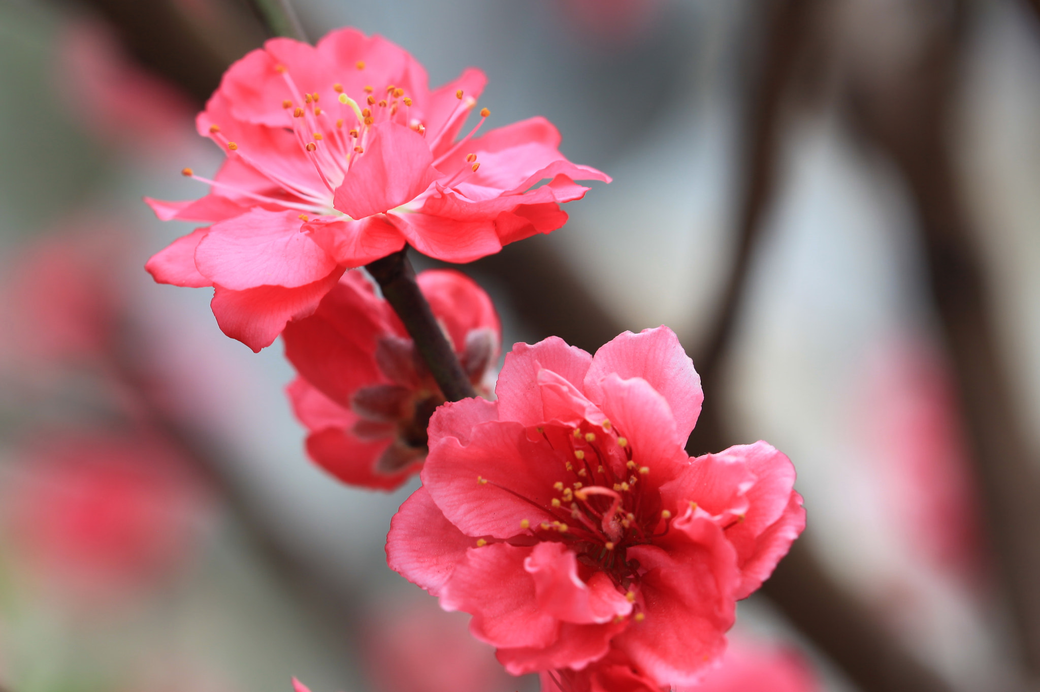 Canon EF 100mm F2.8 Macro USM sample photo. Cr photography