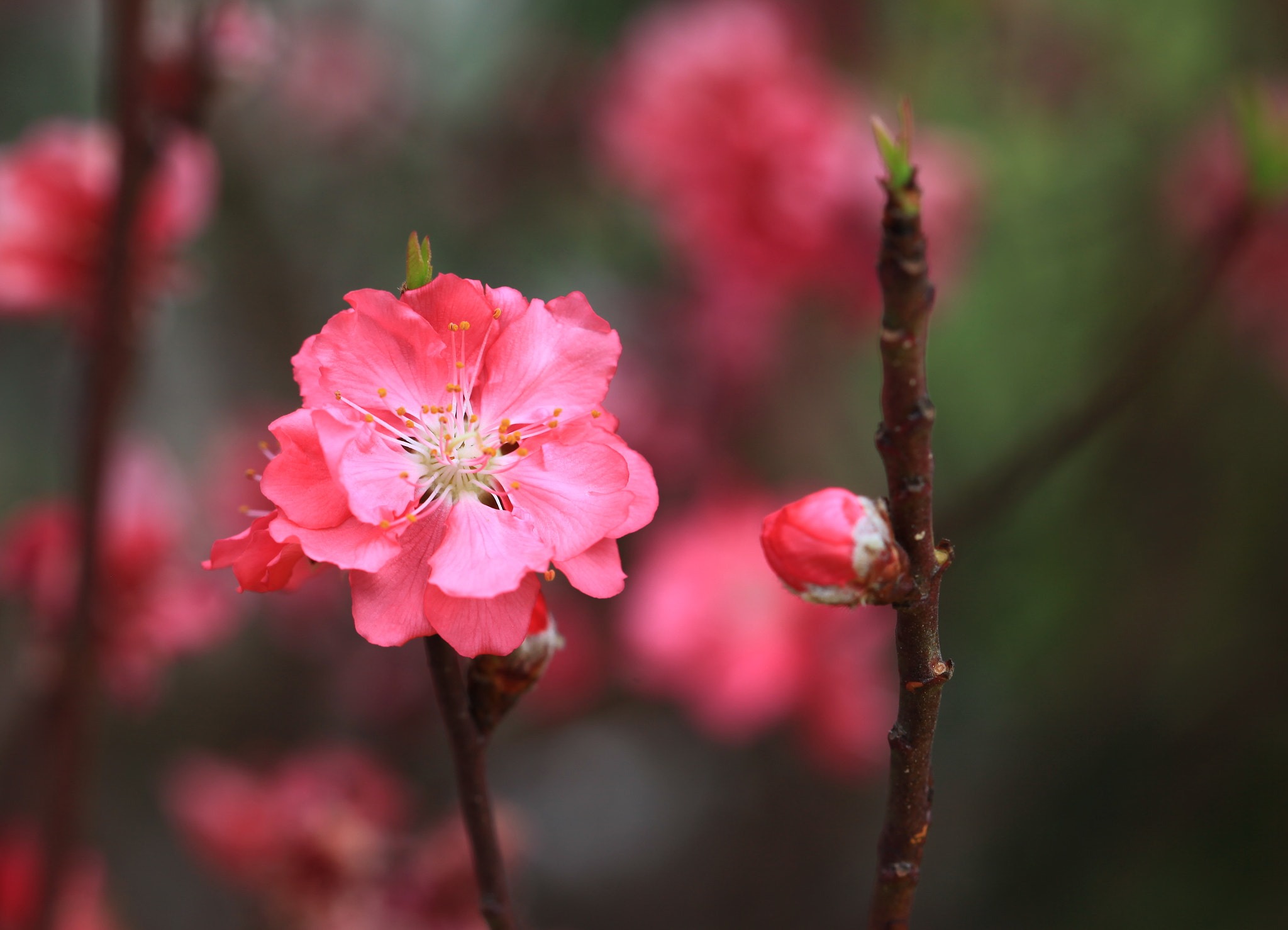 Canon EF 100mm F2.8 Macro USM sample photo. Cr photography