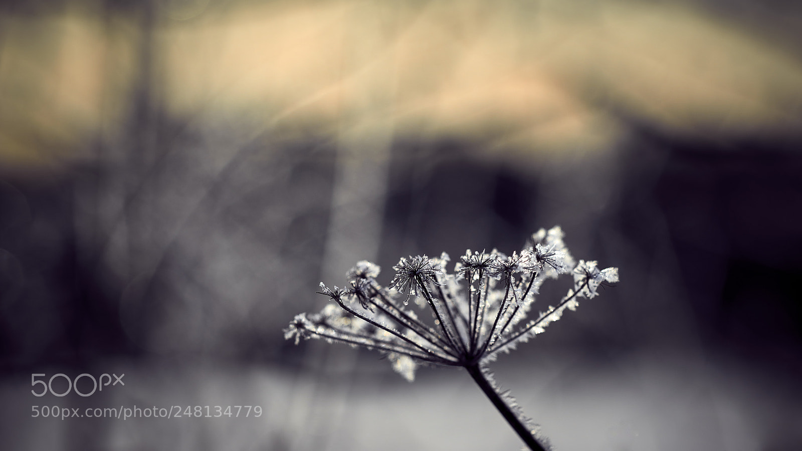 Nikon D800E sample photo. Catch the frost photography