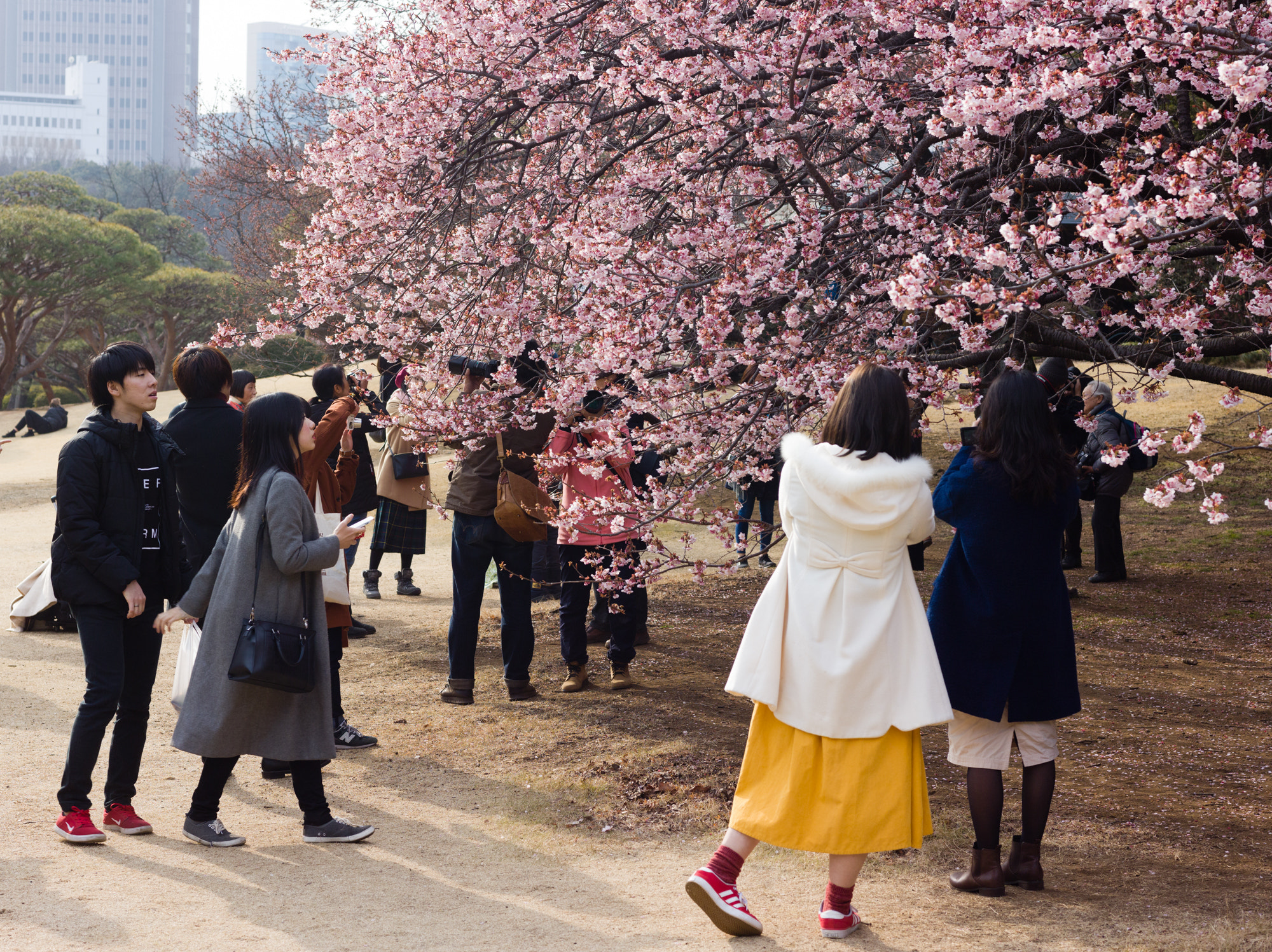 Leaf Aptus-II 8 sample photo. Cherry blossom photography