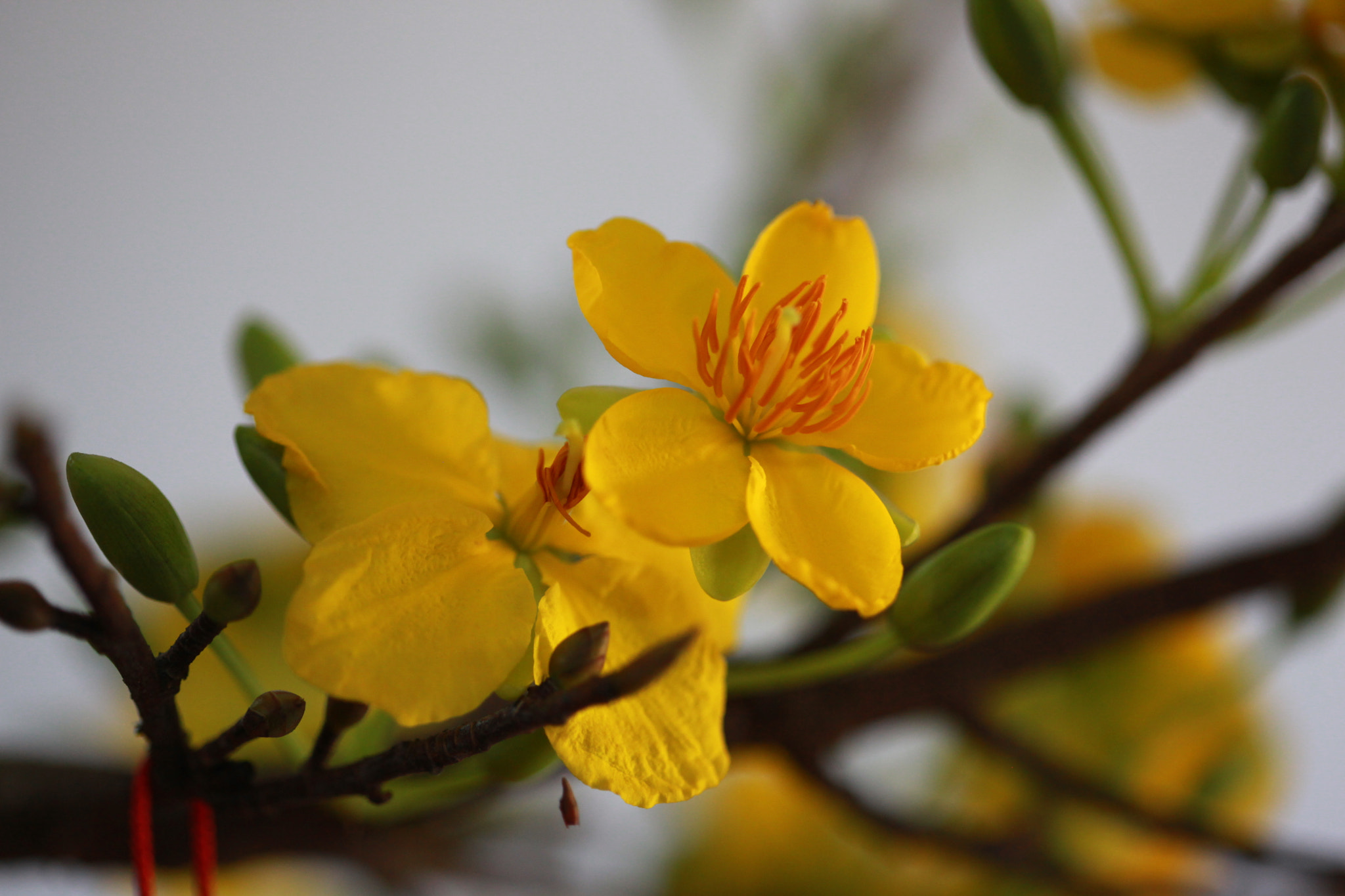 Canon EF 100mm F2.8 Macro USM sample photo. Img photography