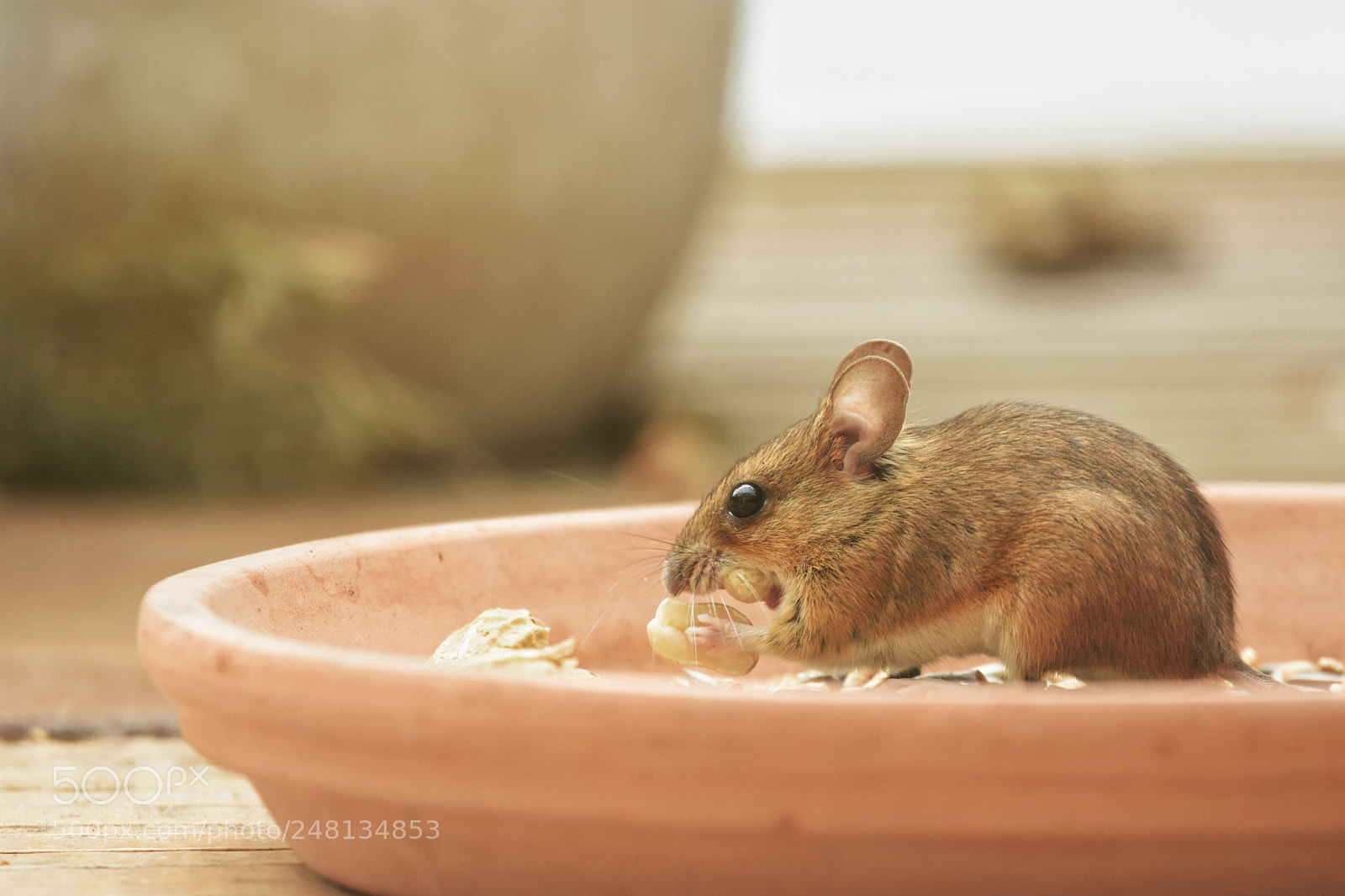 Nikon D7200 sample photo. 'house mouse mus musculus photography
