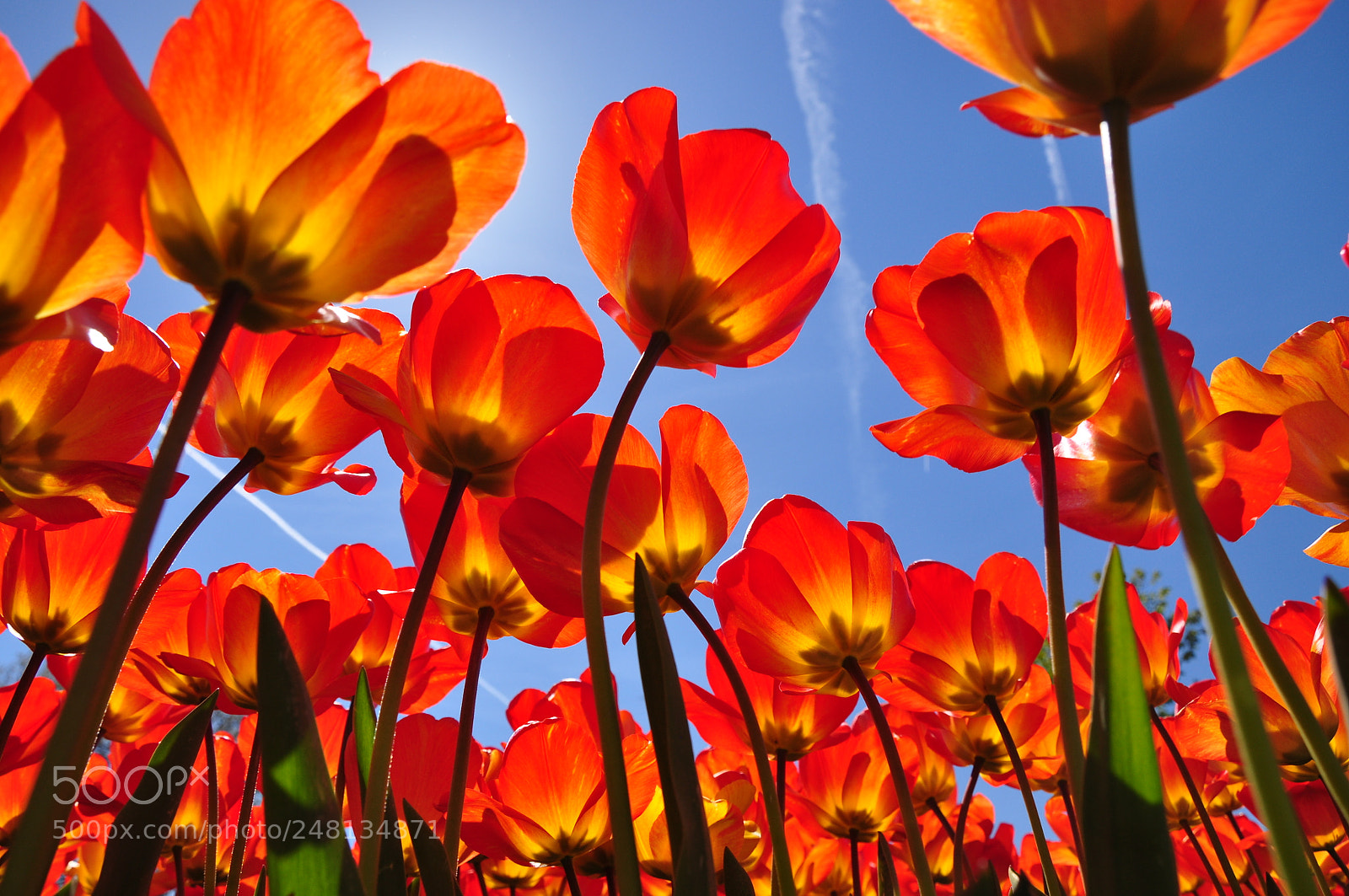 Nikon D90 sample photo. Tulips & blue skies photography