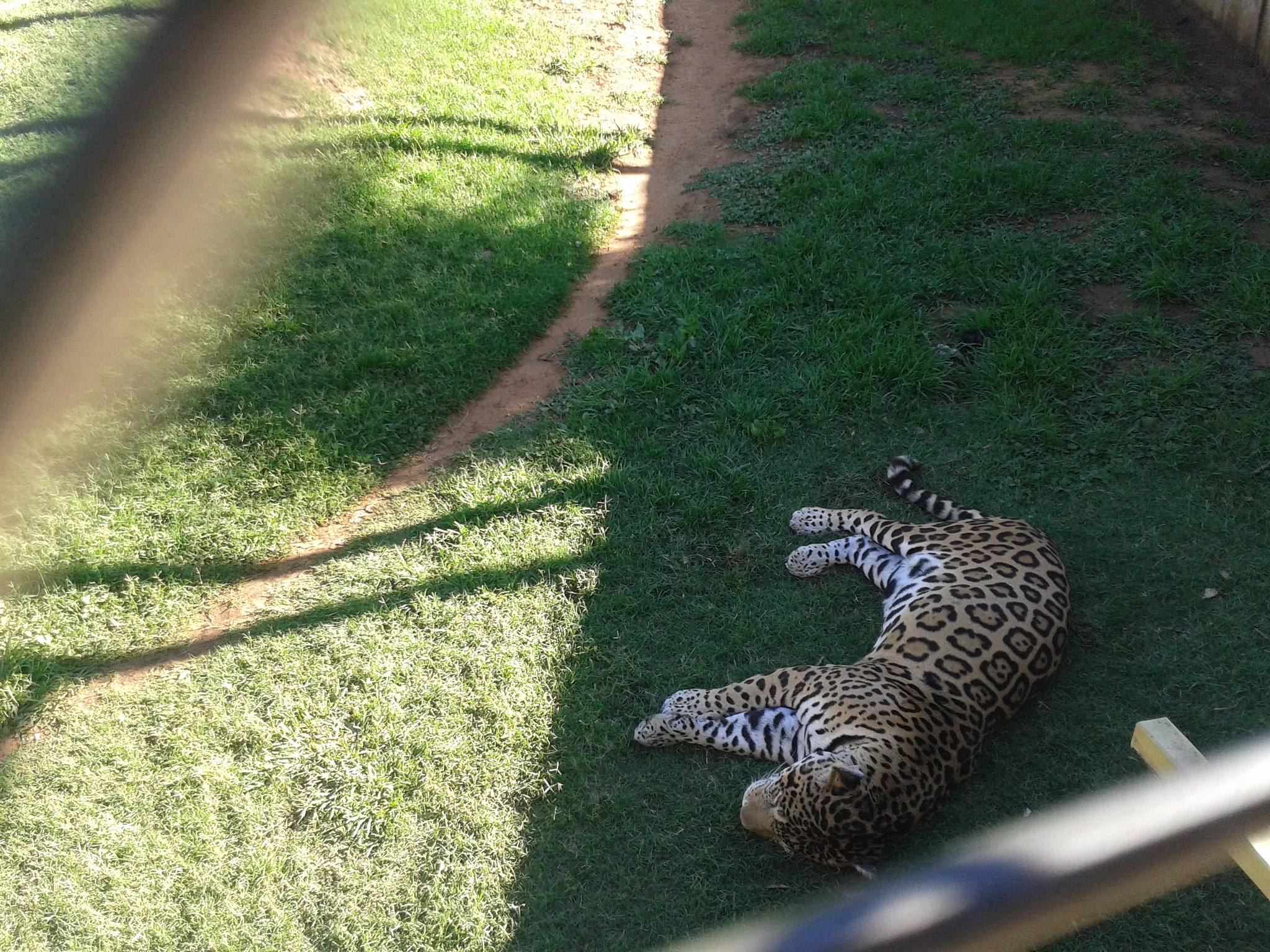 Samsung Galaxy S3 Mini sample photo. Jaguar photography