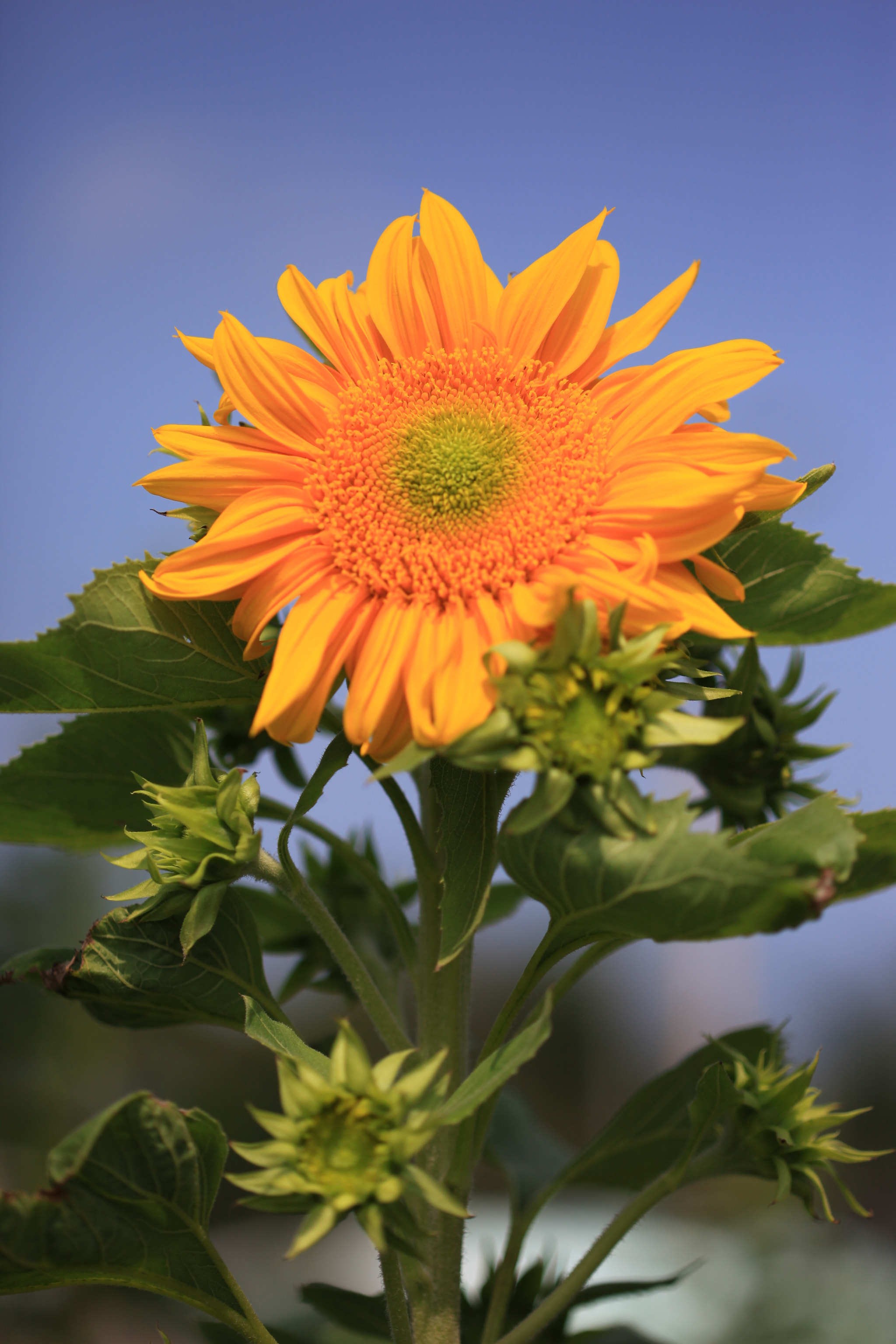 Canon EF 100mm F2.8 Macro USM sample photo. Img photography