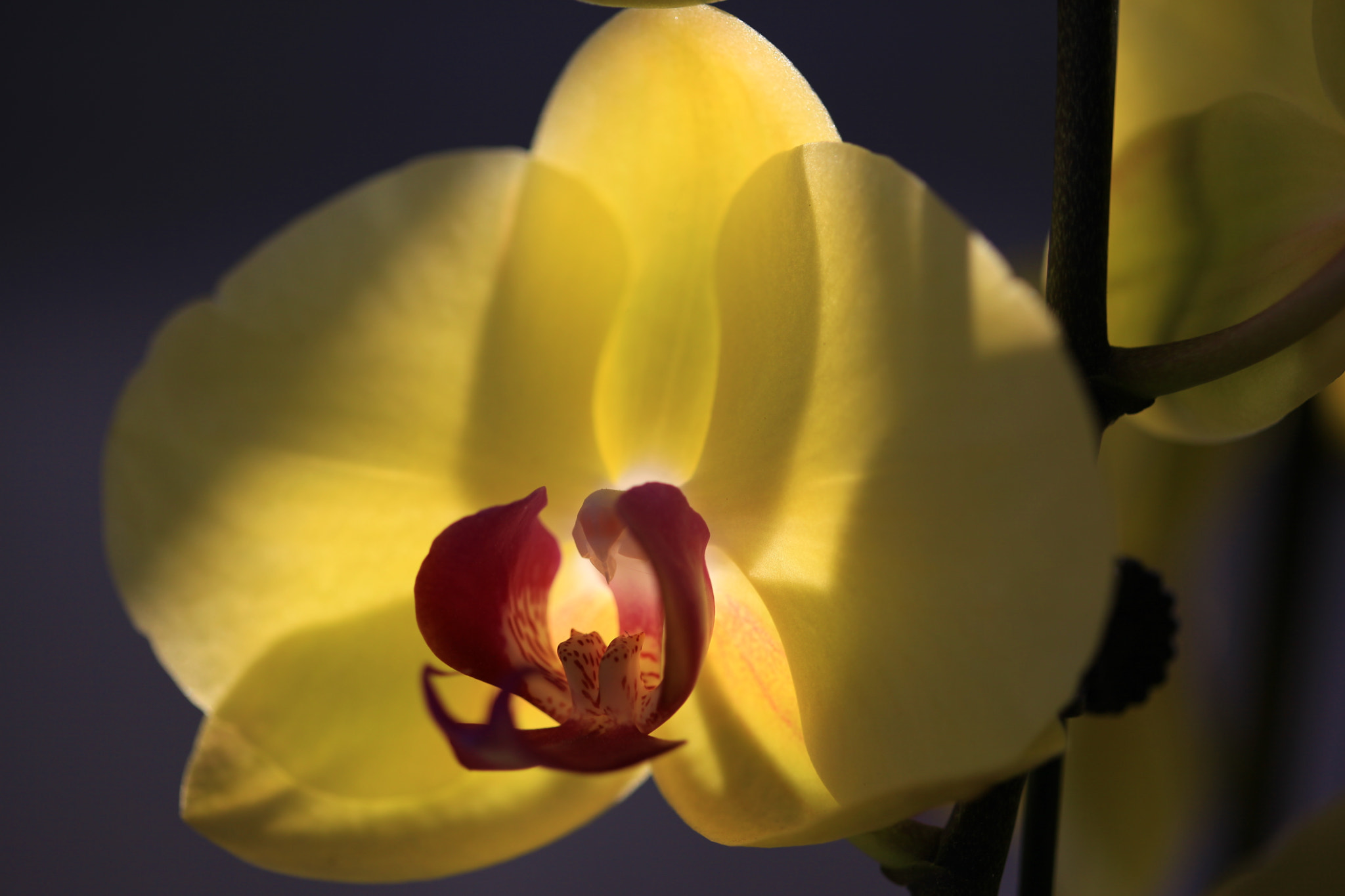 Canon EF 100mm F2.8 Macro USM sample photo. Img photography