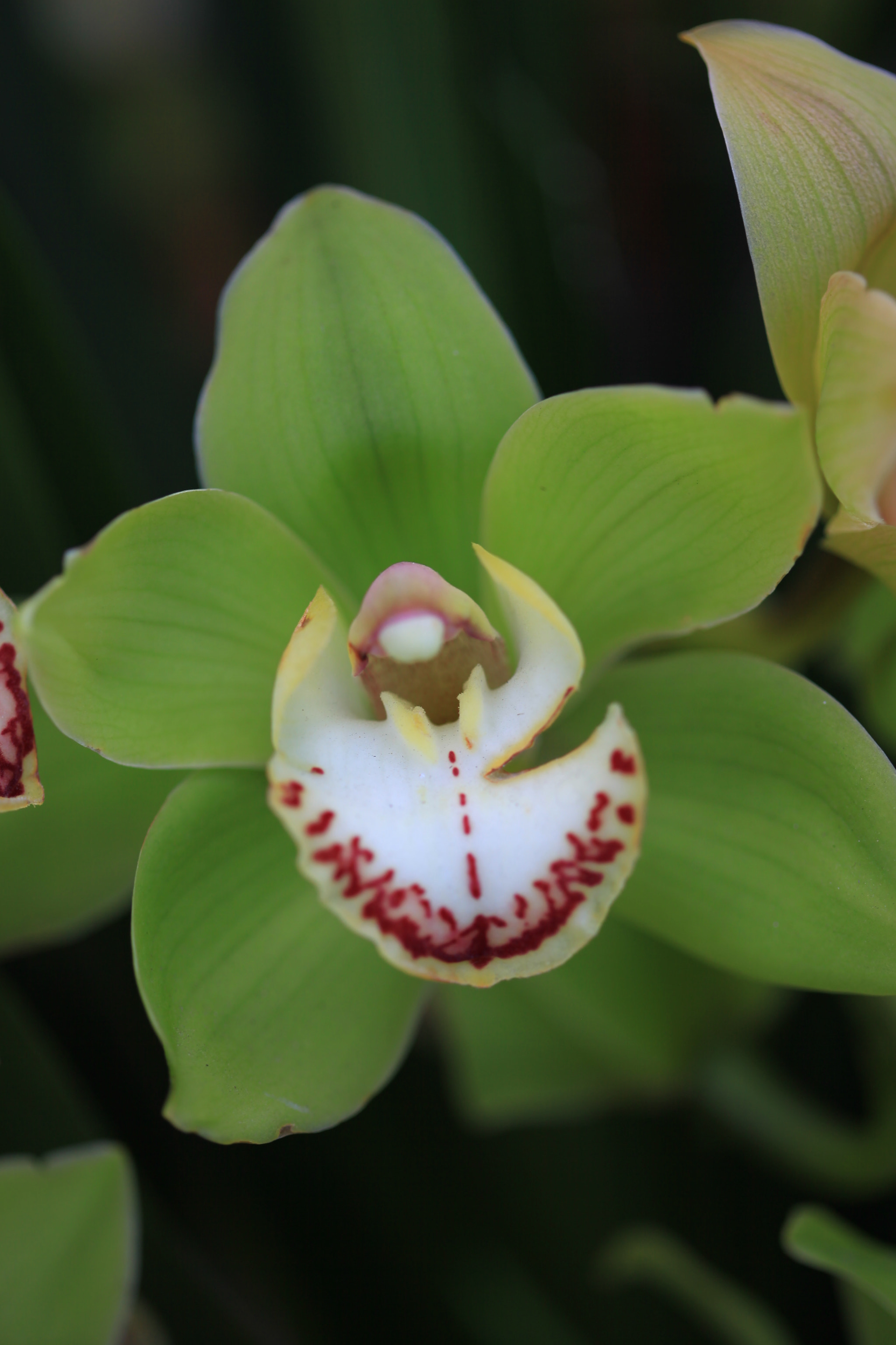 Canon EF 100mm F2.8 Macro USM sample photo. Img photography