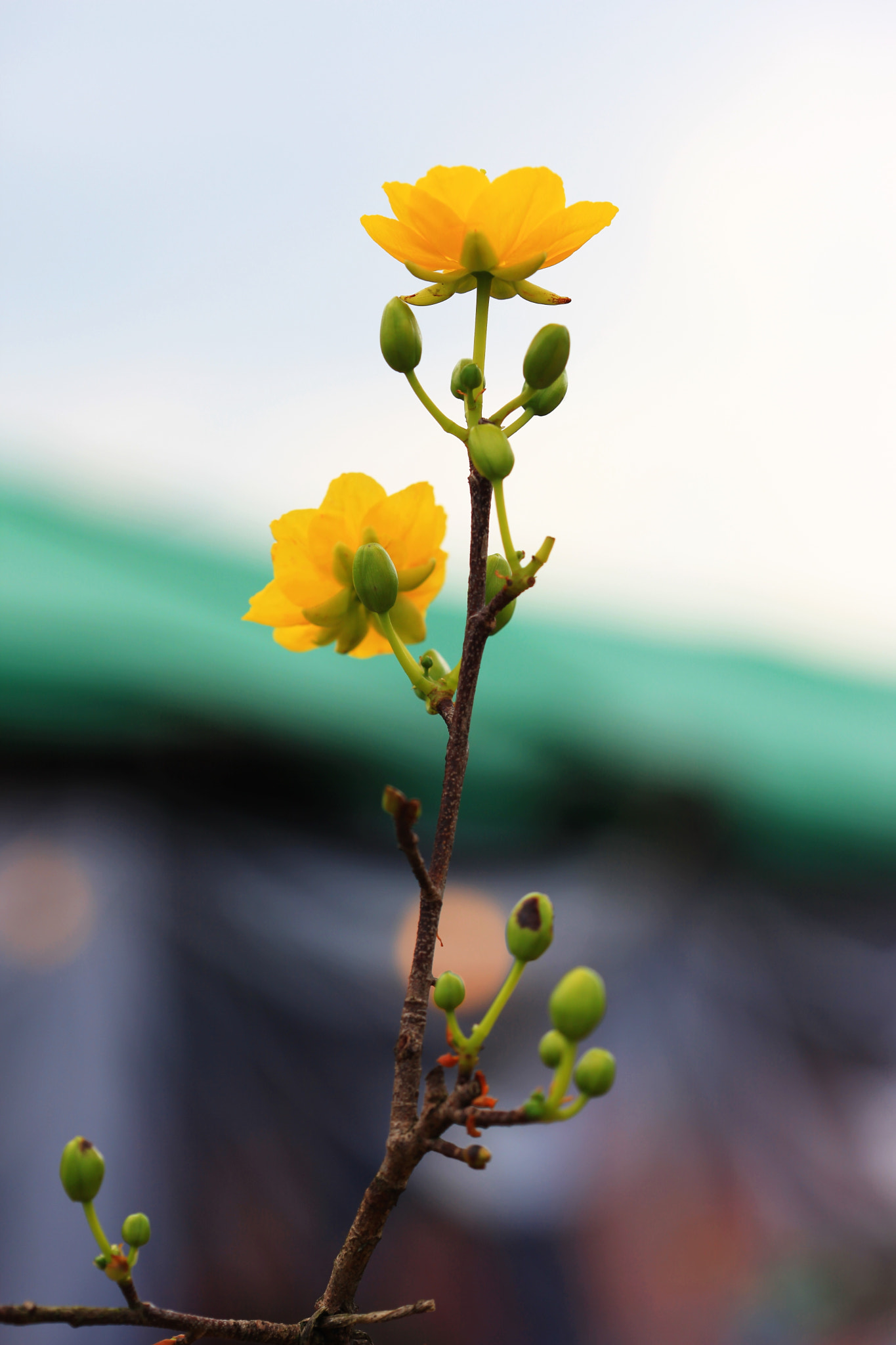 Canon EF 100mm F2.8 Macro USM sample photo. Img photography