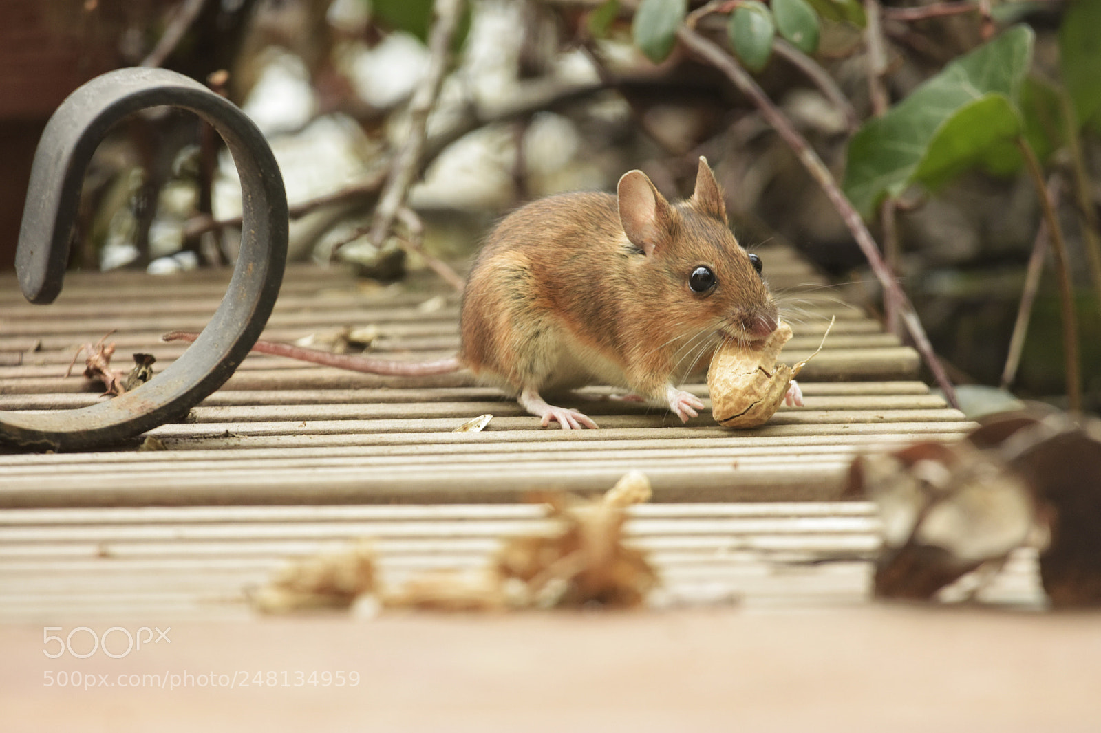 Nikon D7200 sample photo. 'house mouse mus musculus photography