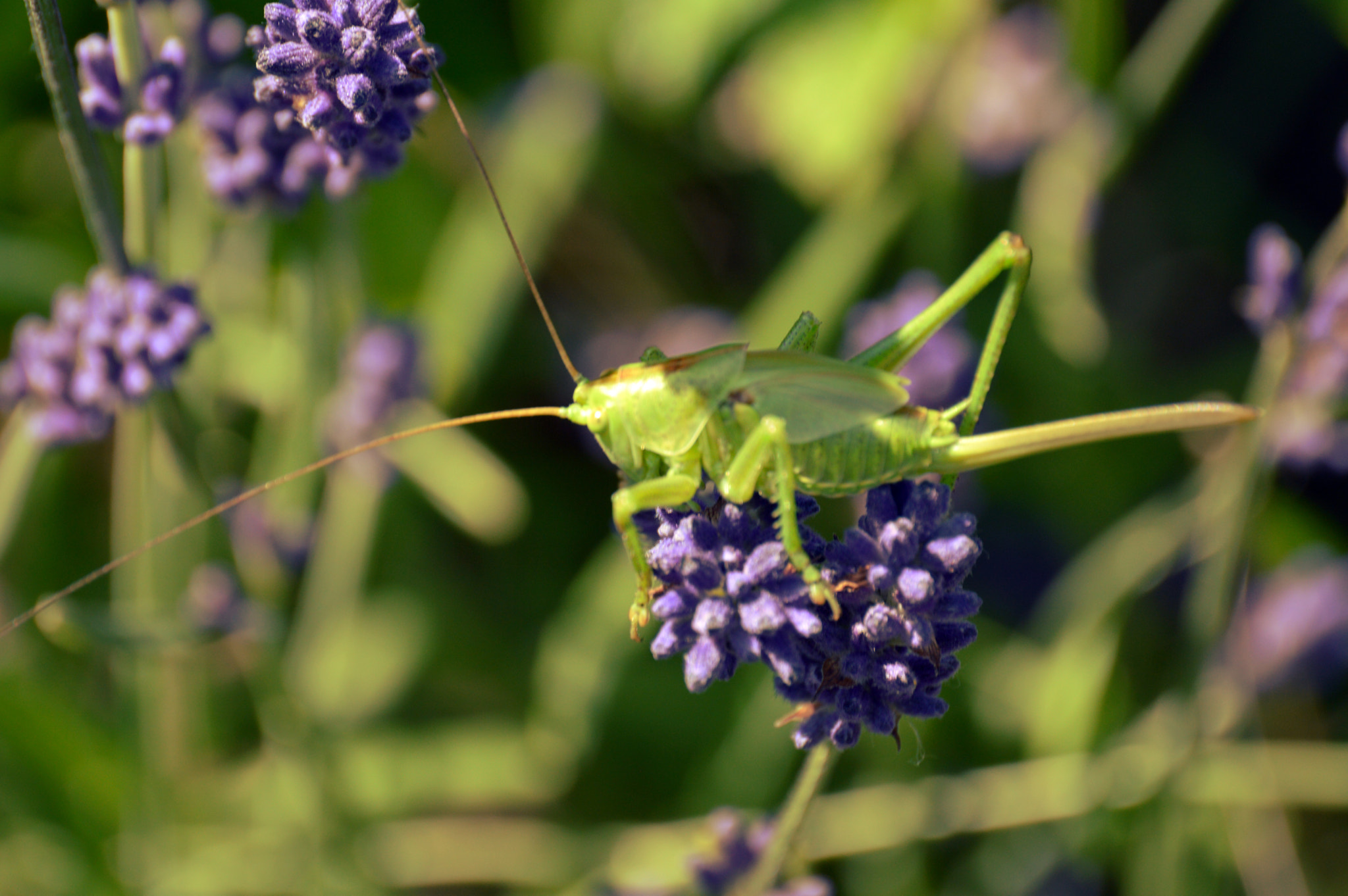 Nikon D3200 sample photo. Sauterelle photography