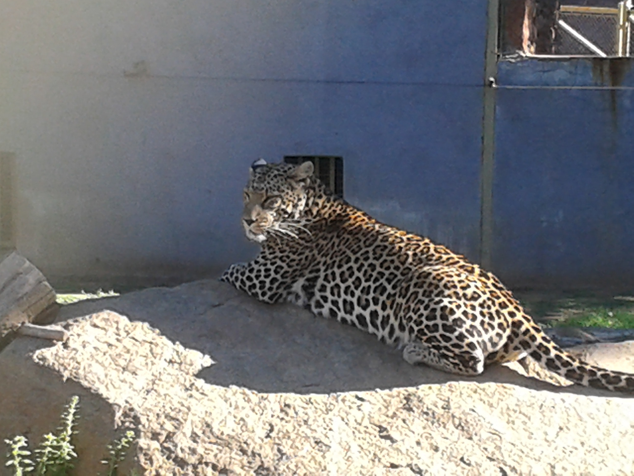 Samsung Galaxy S3 Mini sample photo. Leopard photography