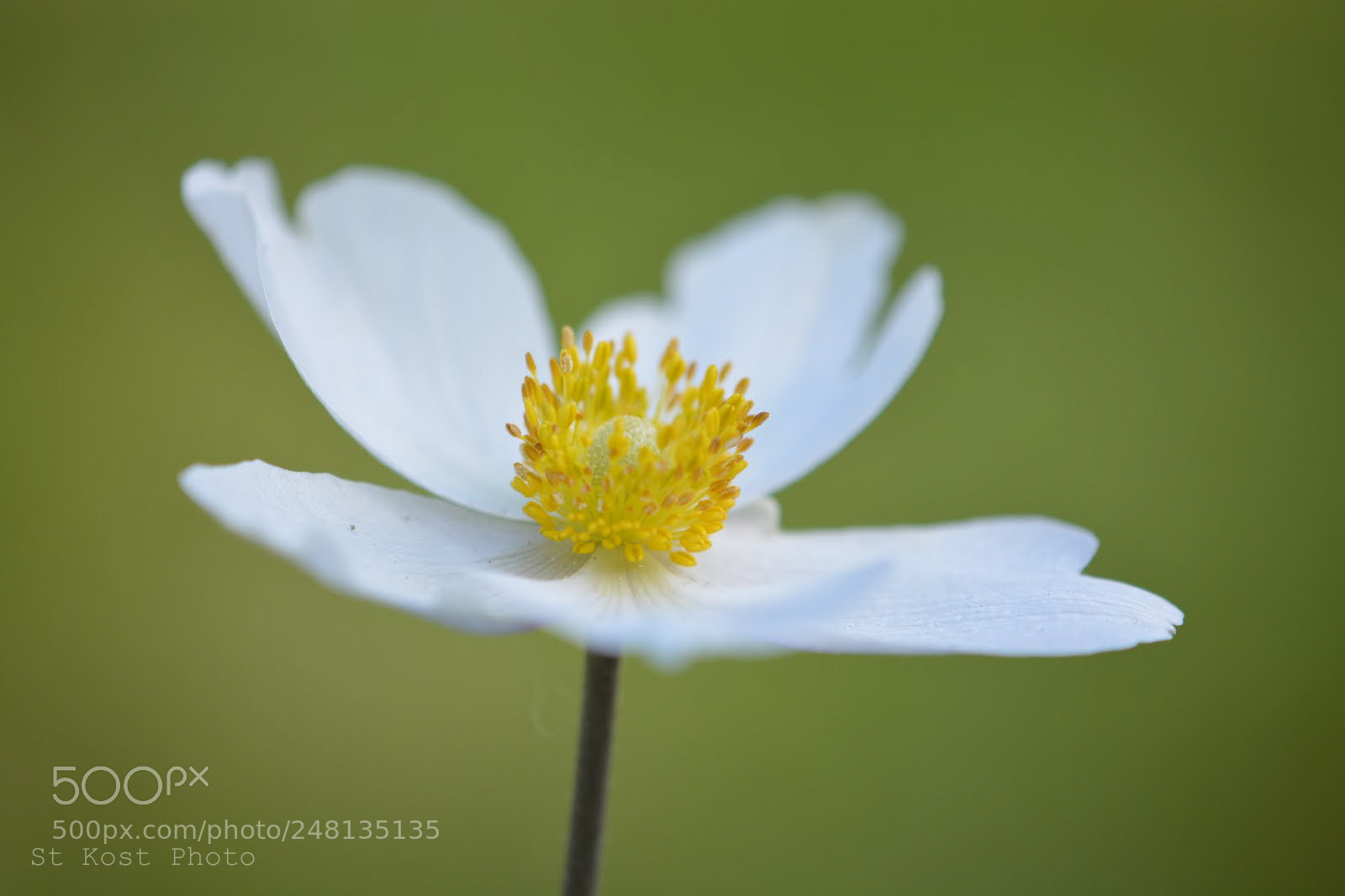 Nikon D5200 sample photo. Anemone photography