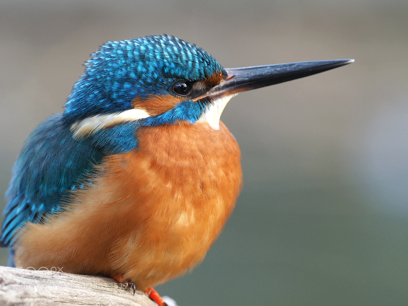 Olympus OM-D E-M1 Mark II sample photo. Kingfisher macro photography