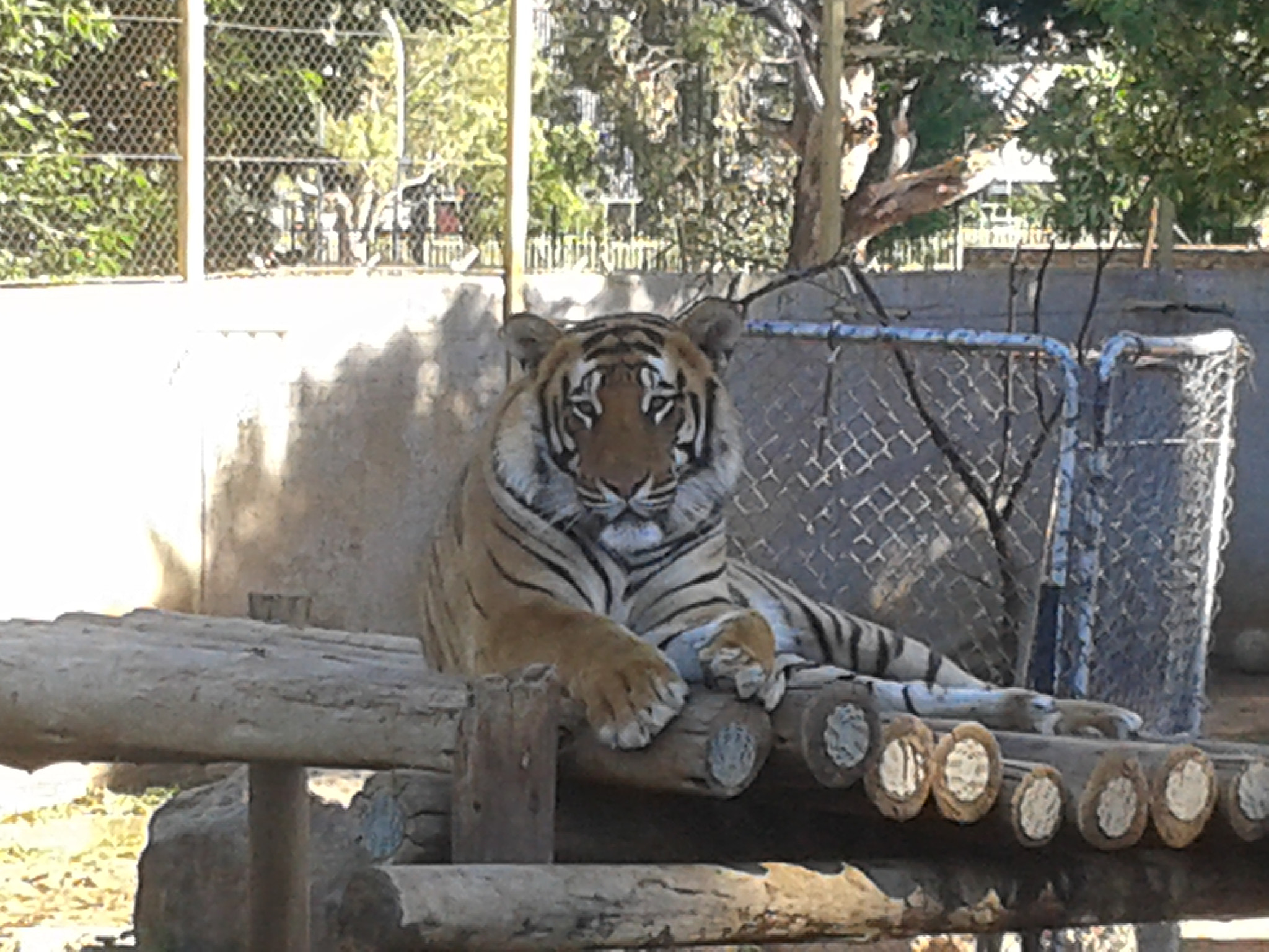 Samsung Galaxy S3 Mini sample photo. Tiger photography