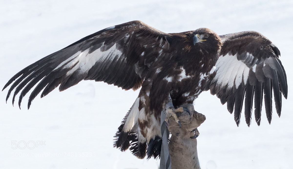 Nikon D500 sample photo. Eagle photography