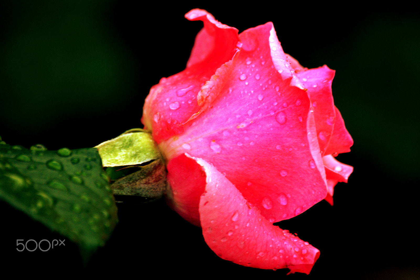 Nikon D3200 sample photo. Rose photography
