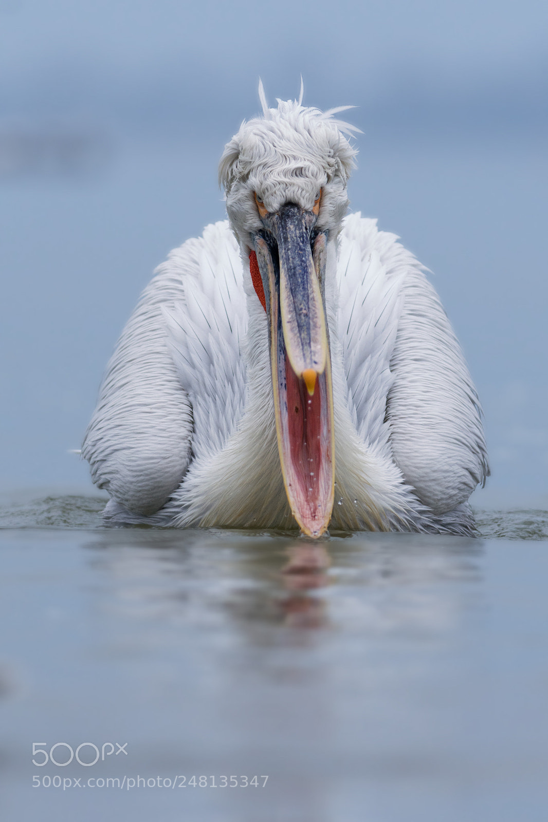 Nikon D500 sample photo. Dalmatian pelican photography