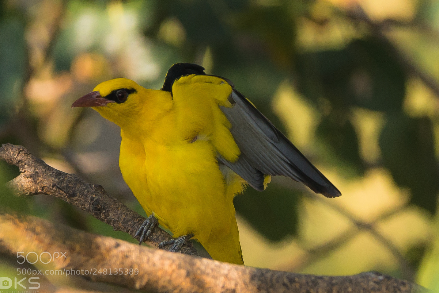 Nikon D610 sample photo. European golden oriole photography