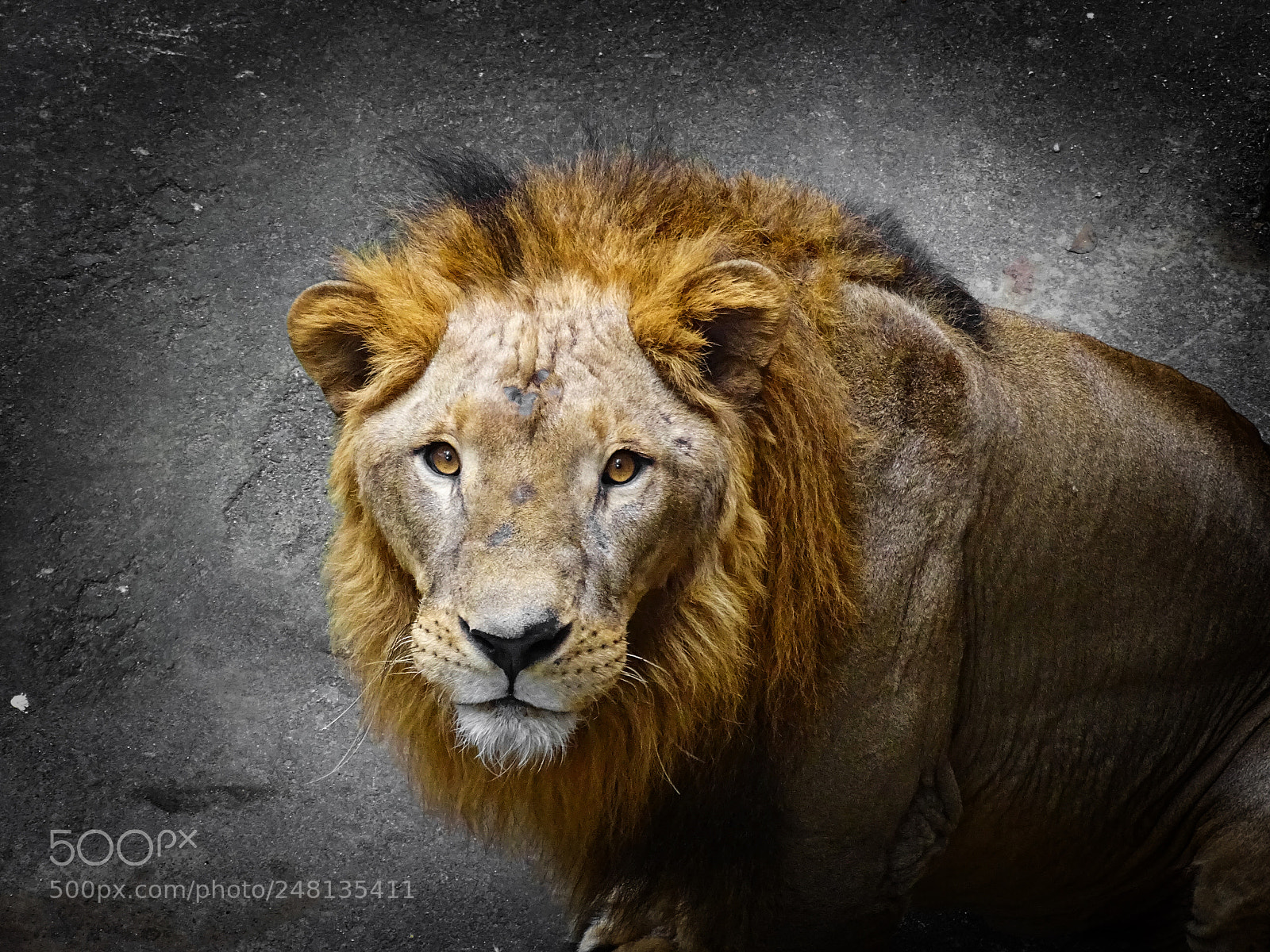 Sony Cyber-shot DSC-HX400V sample photo. Sher khan photography