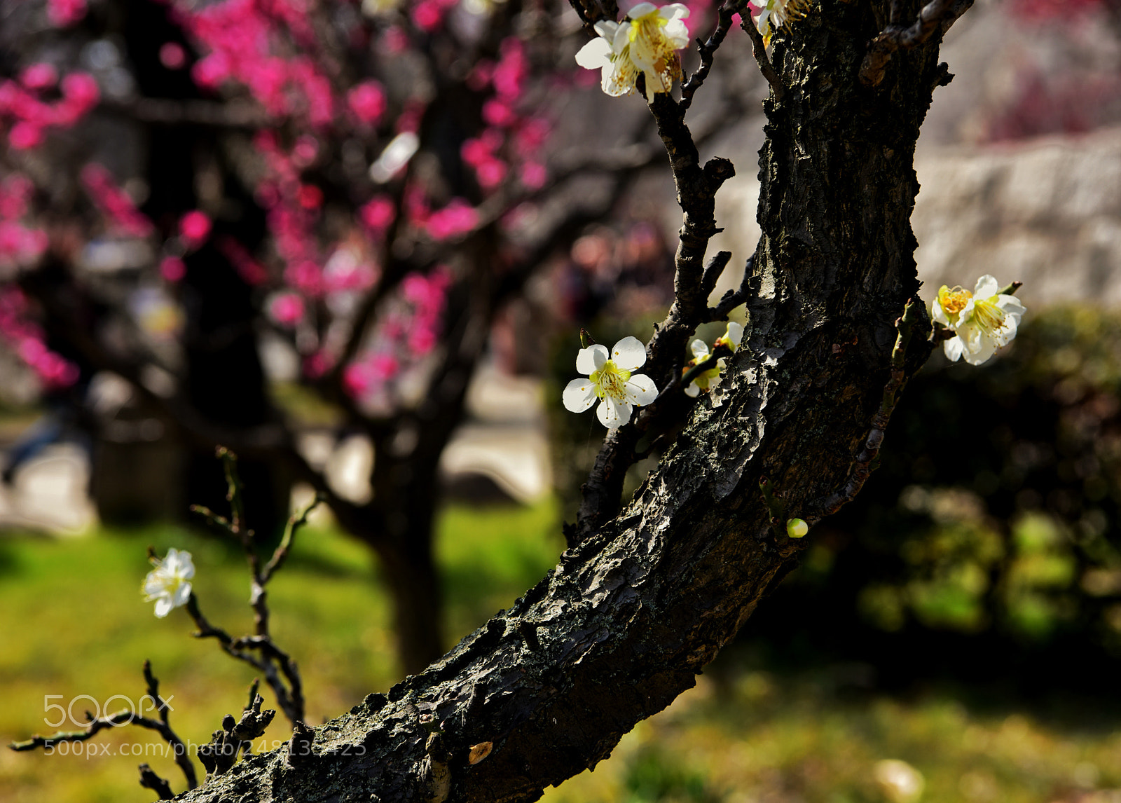 Nikon D810 sample photo. Untitled photography