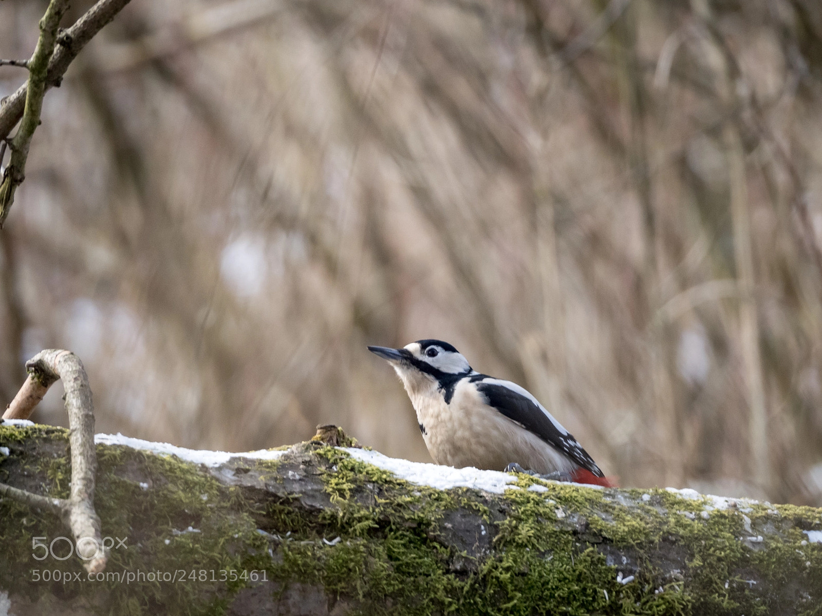 Olympus OM-D E-M5 II sample photo. Buntspecht photography
