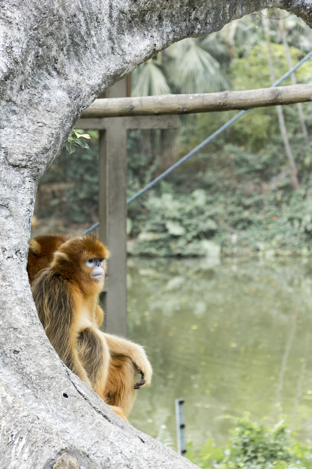 Nikon D7100 sample photo. What are you looking photography