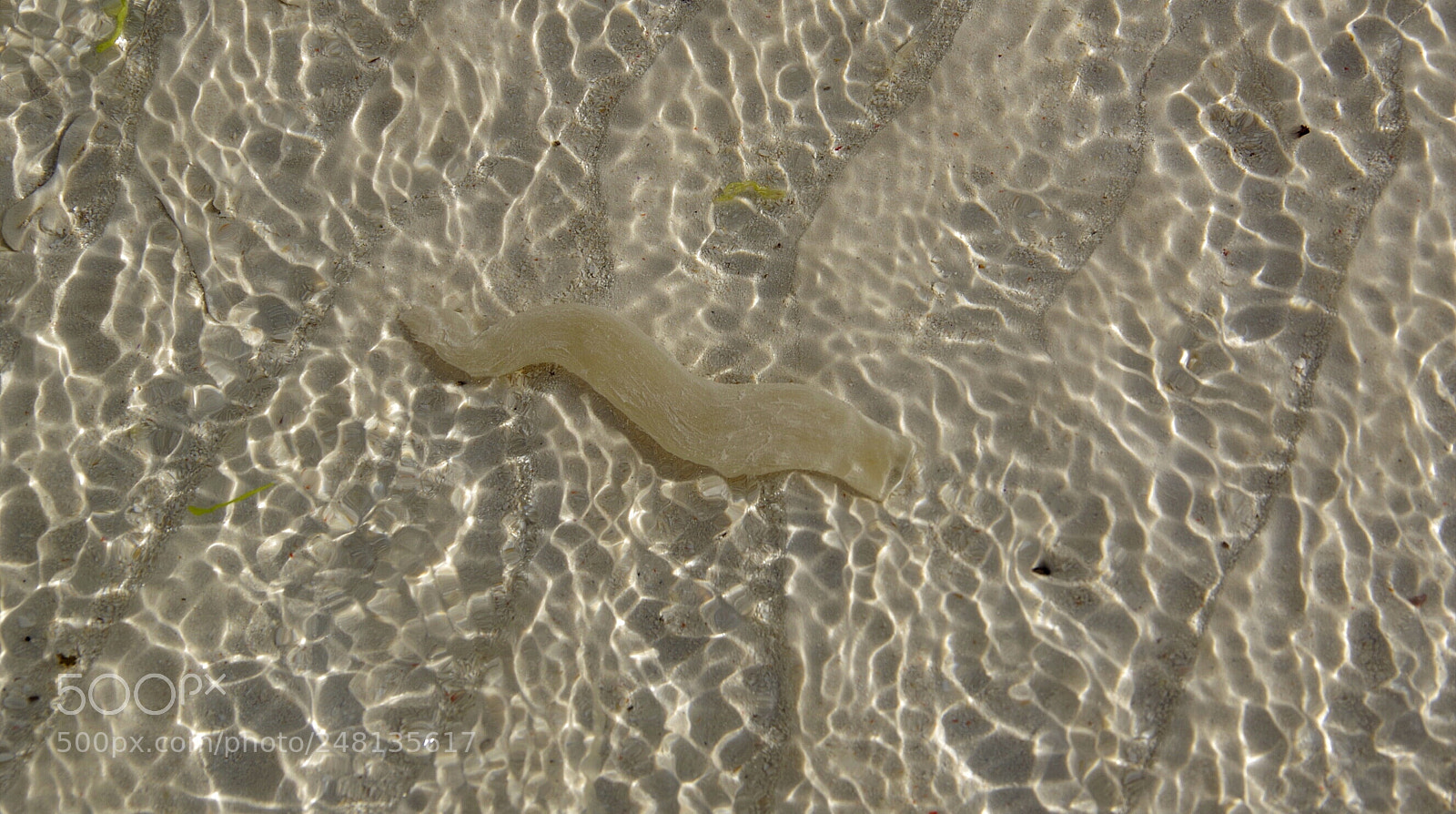 Pentax K-70 sample photo. Sea animal photography