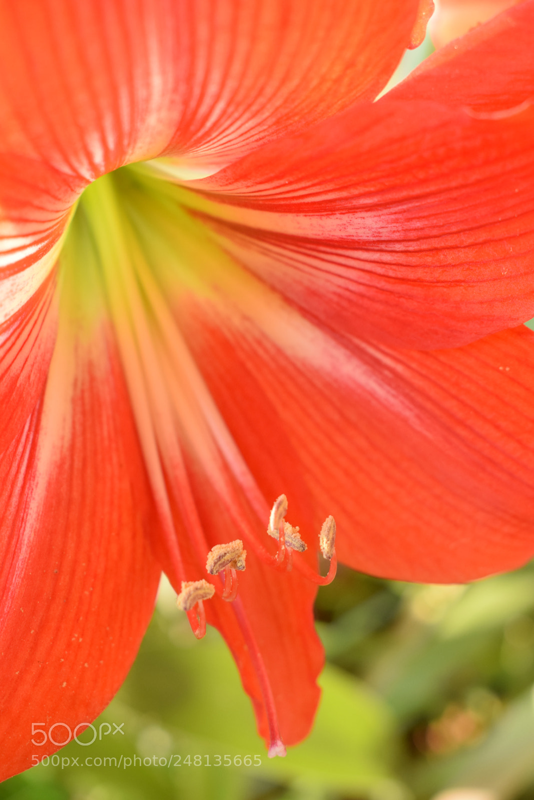 Nikon D5300 sample photo. Copy photography
