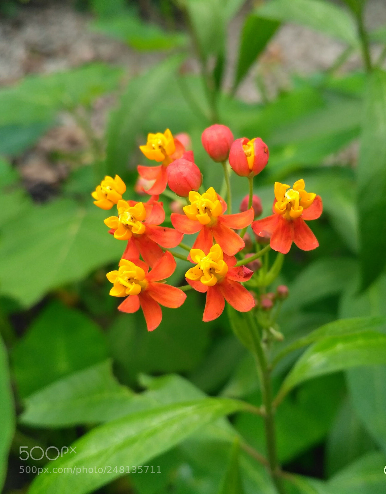 Xiaomi Redmi 3S sample photo. Colors of nature photography