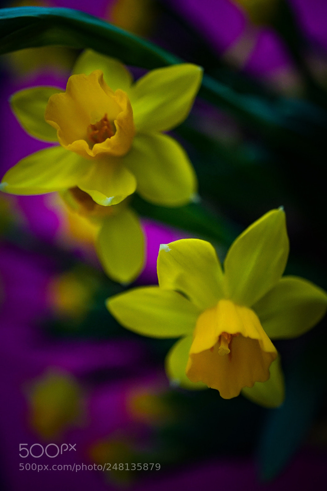 Sony a7 II sample photo. Daffodils...happy sunday photography