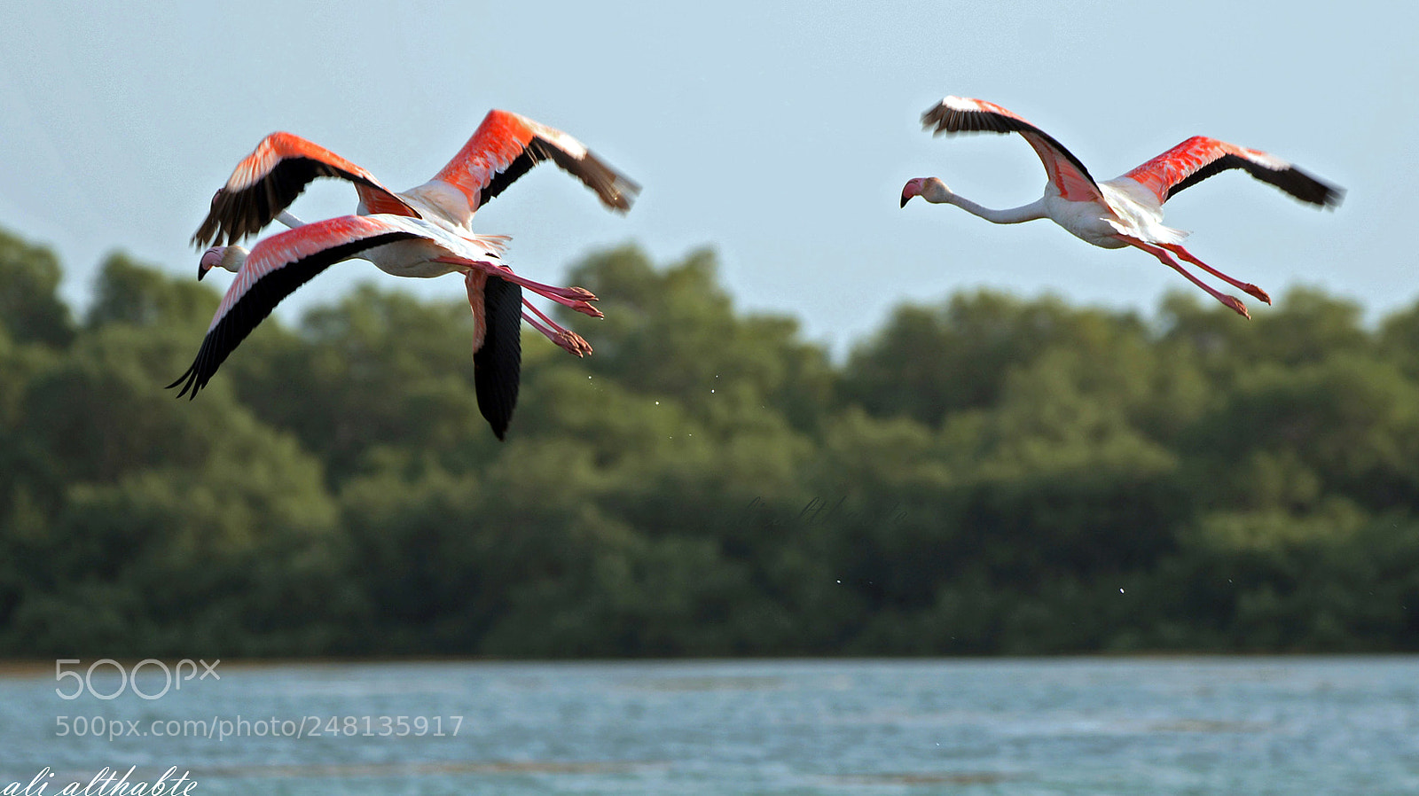 Nikon D610 sample photo. The migration of flamingo photography