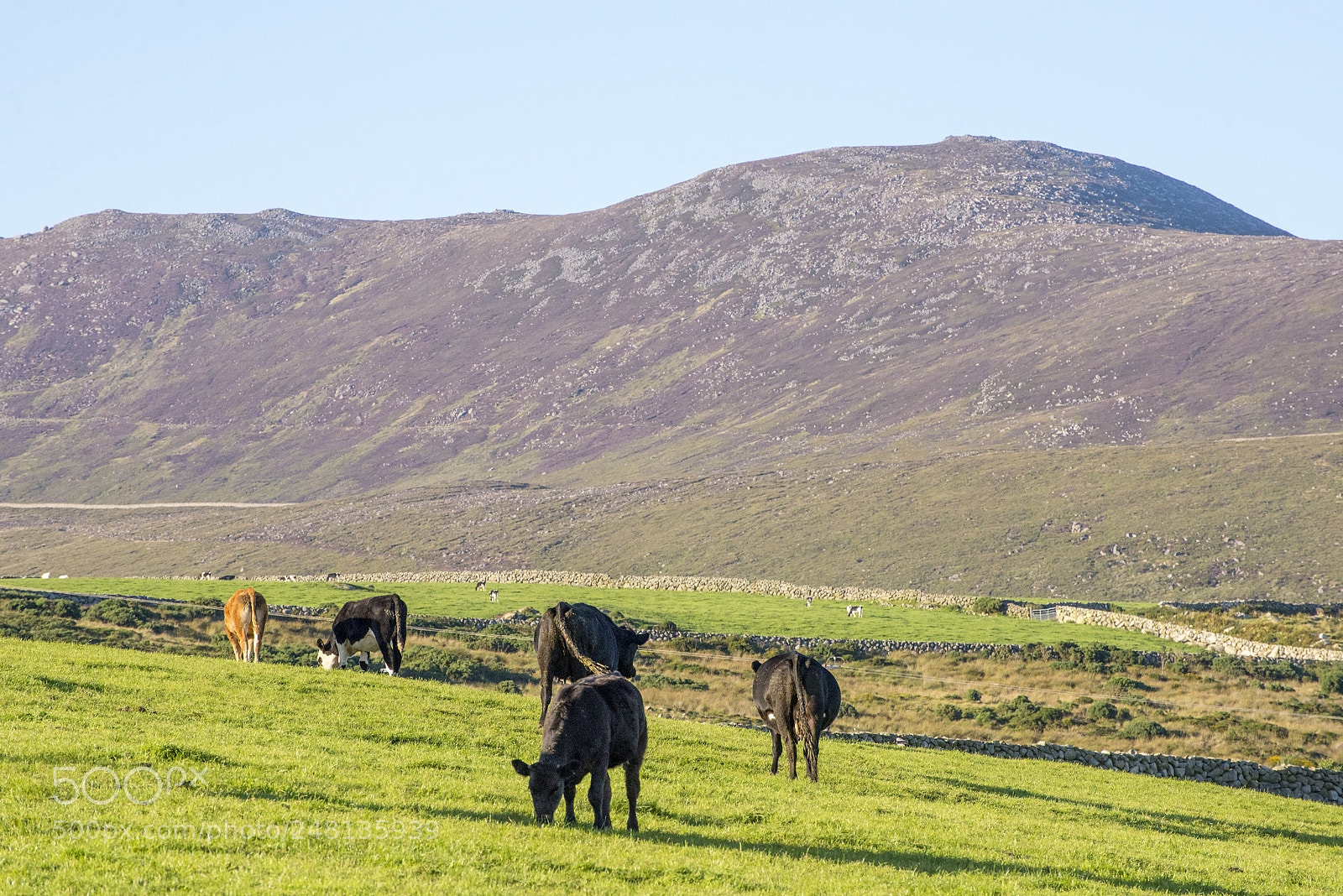 Nikon D600 sample photo. Summer grazing (1) photography