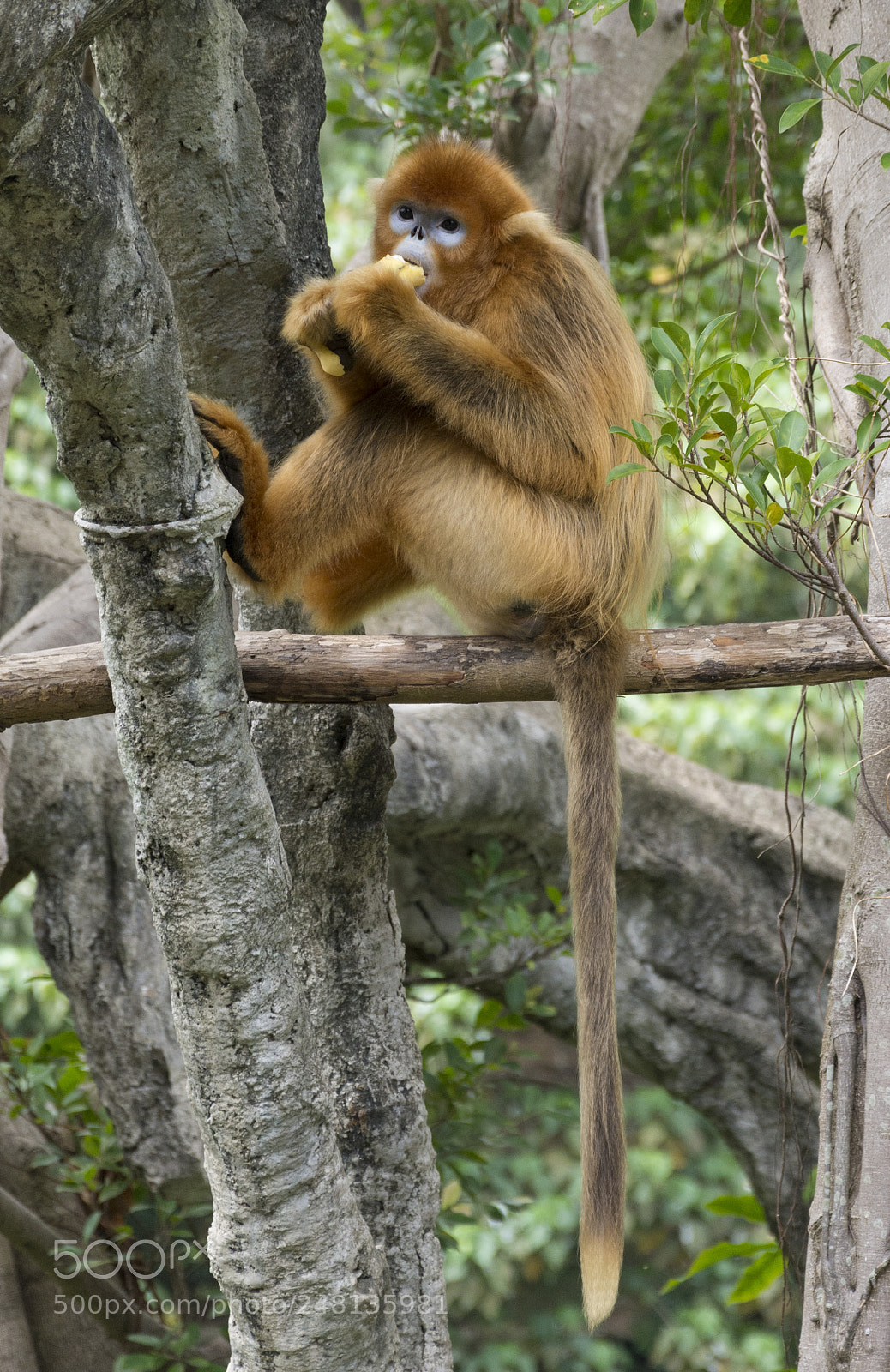 Nikon D7100 sample photo. This cute monkey is photography