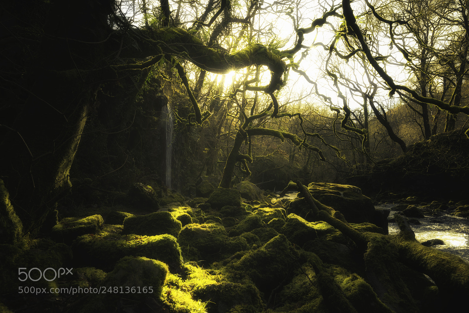 Nikon D800 sample photo. Twisted trees photography