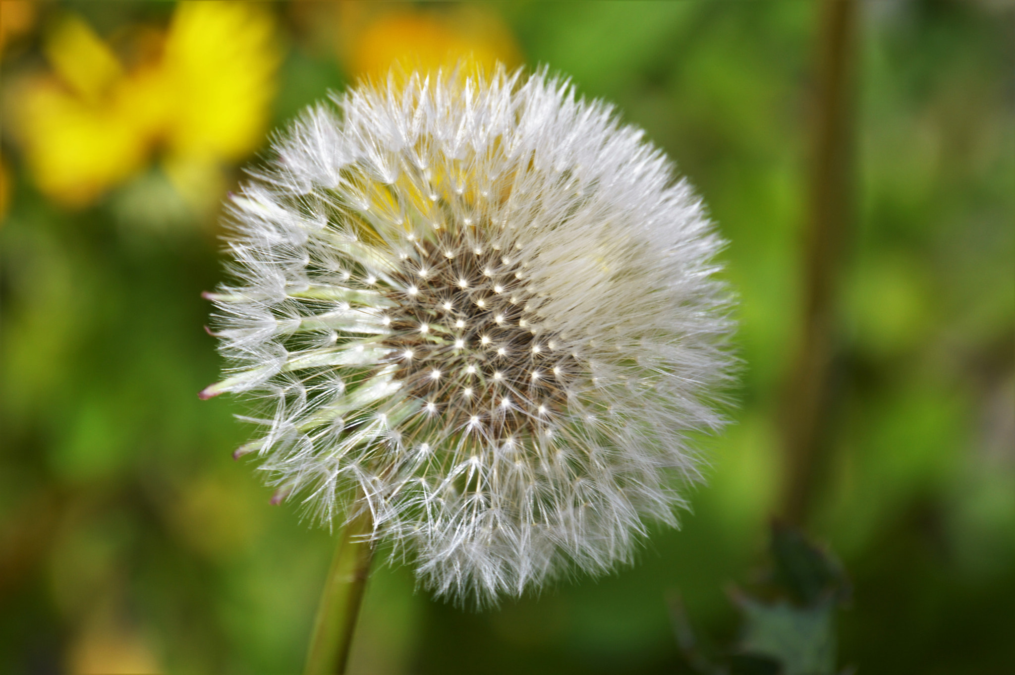 Nikon D3200 sample photo. Nature photography