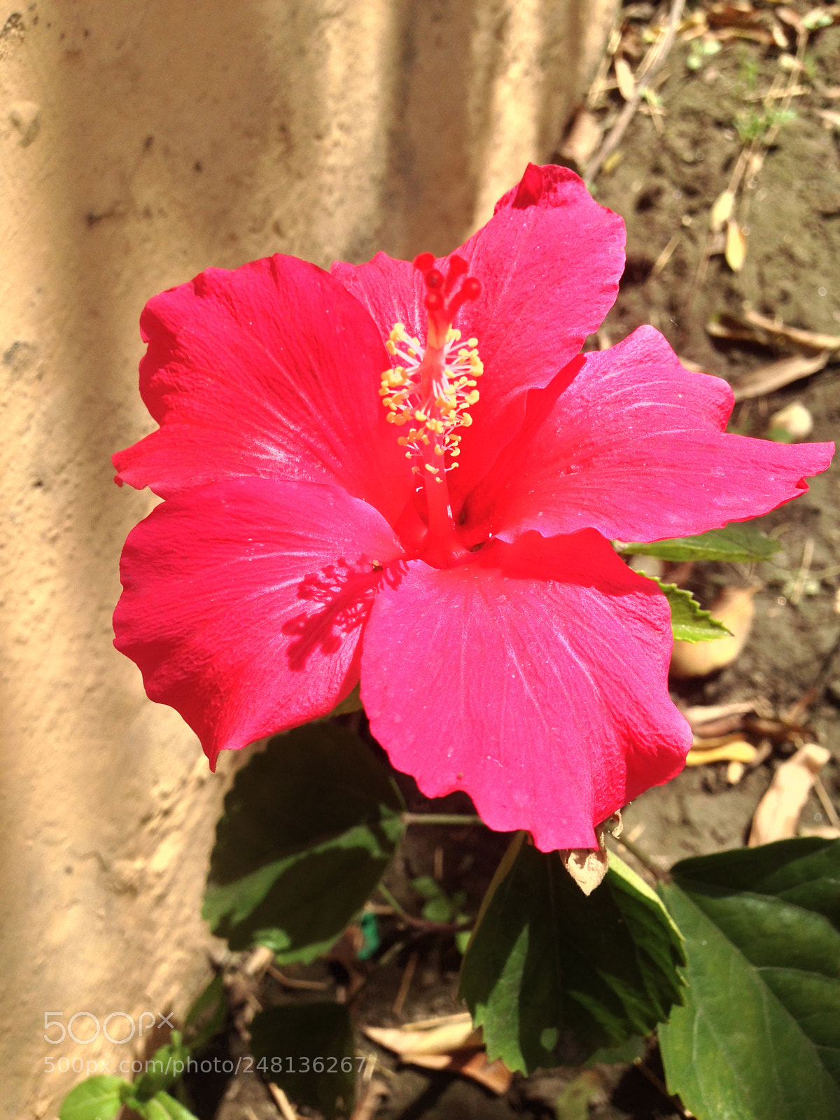 Apple iPhone 5c sample photo. Pink as in pink photography