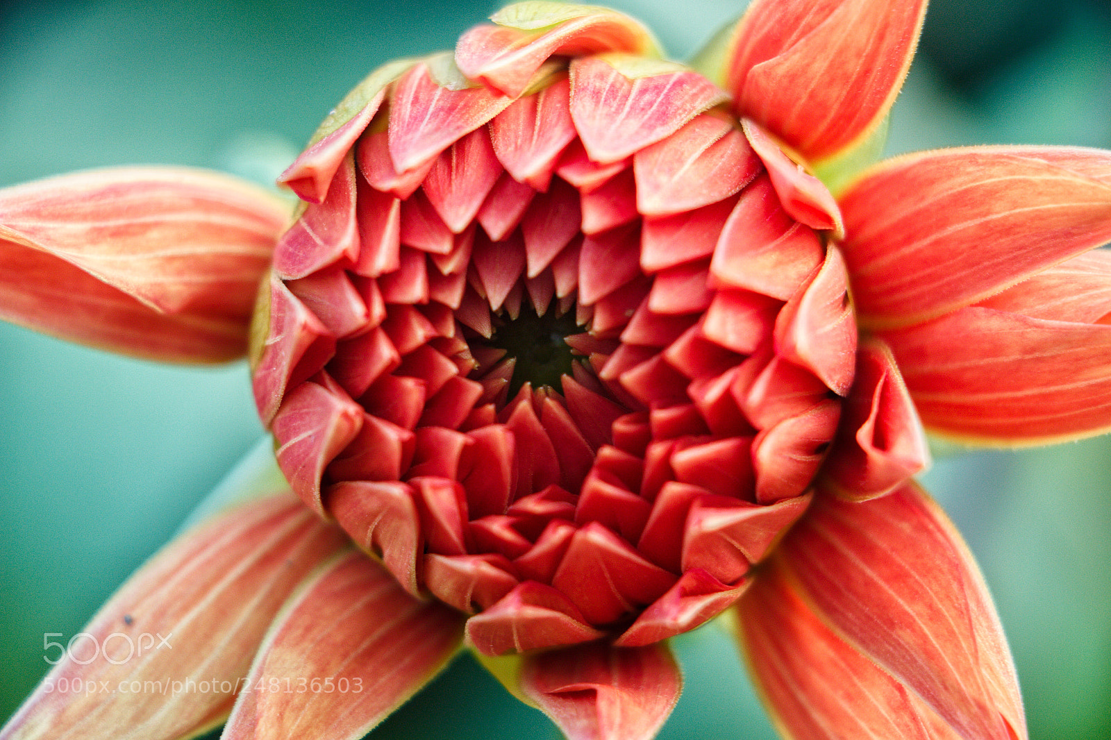 Canon EOS 700D (EOS Rebel T5i / EOS Kiss X7i) sample photo. Ready to bloom photography