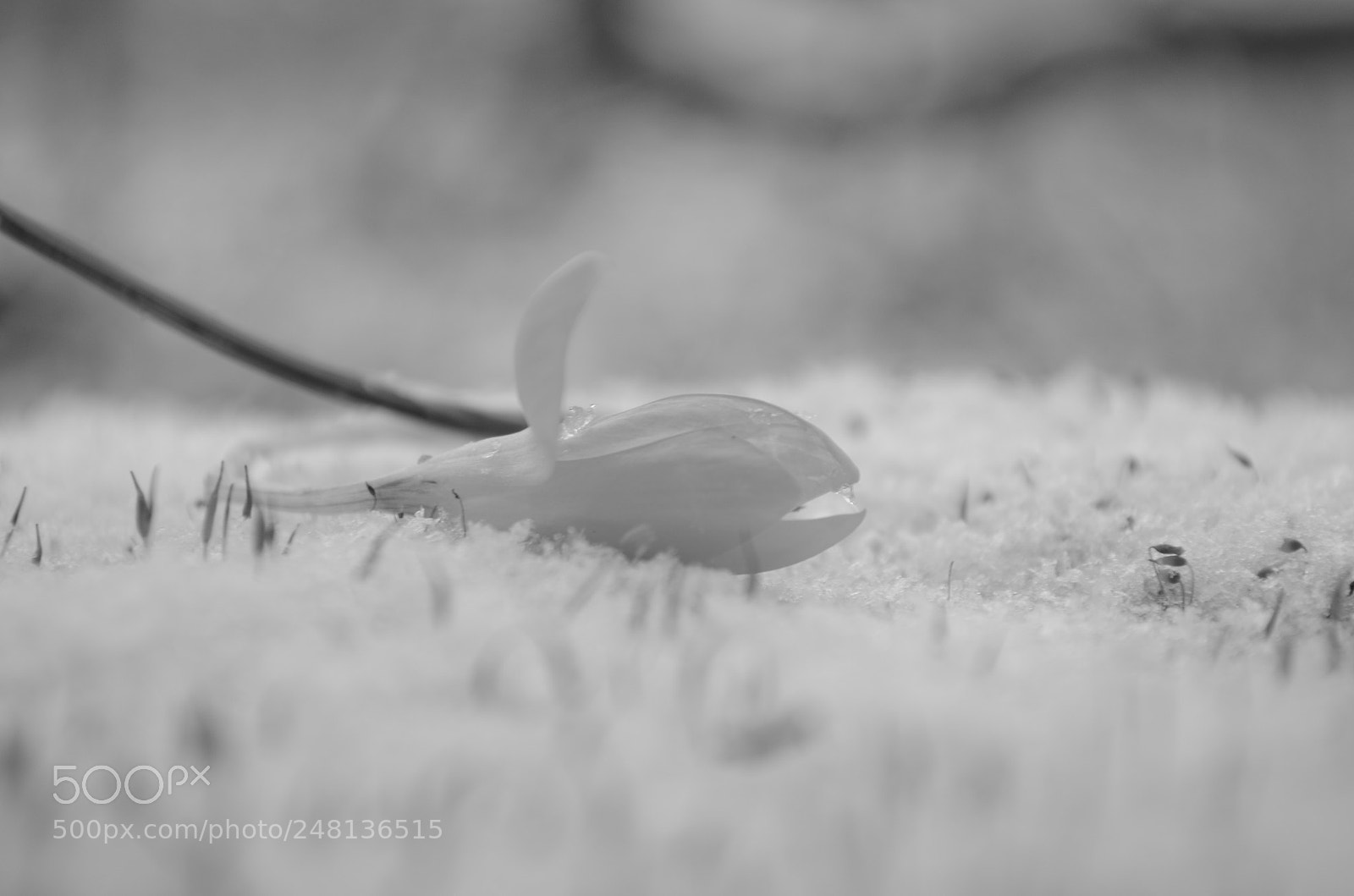 Nikon D5100 sample photo. Sleeping snow white photography