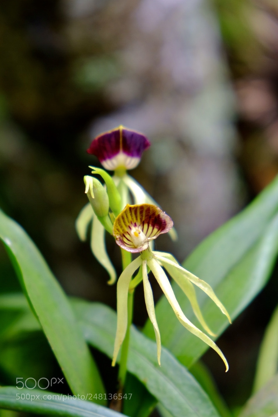 Fujifilm X-T20 sample photo. Orchid. matagalpa, nicaragua photography