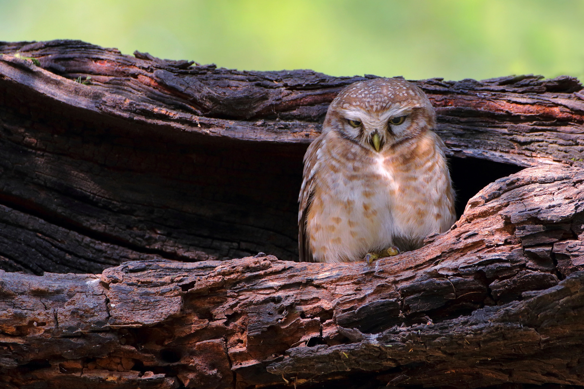 Canon EOS 70D + Canon EF 500mm F4L IS USM sample photo. Go away...let me sleep photography