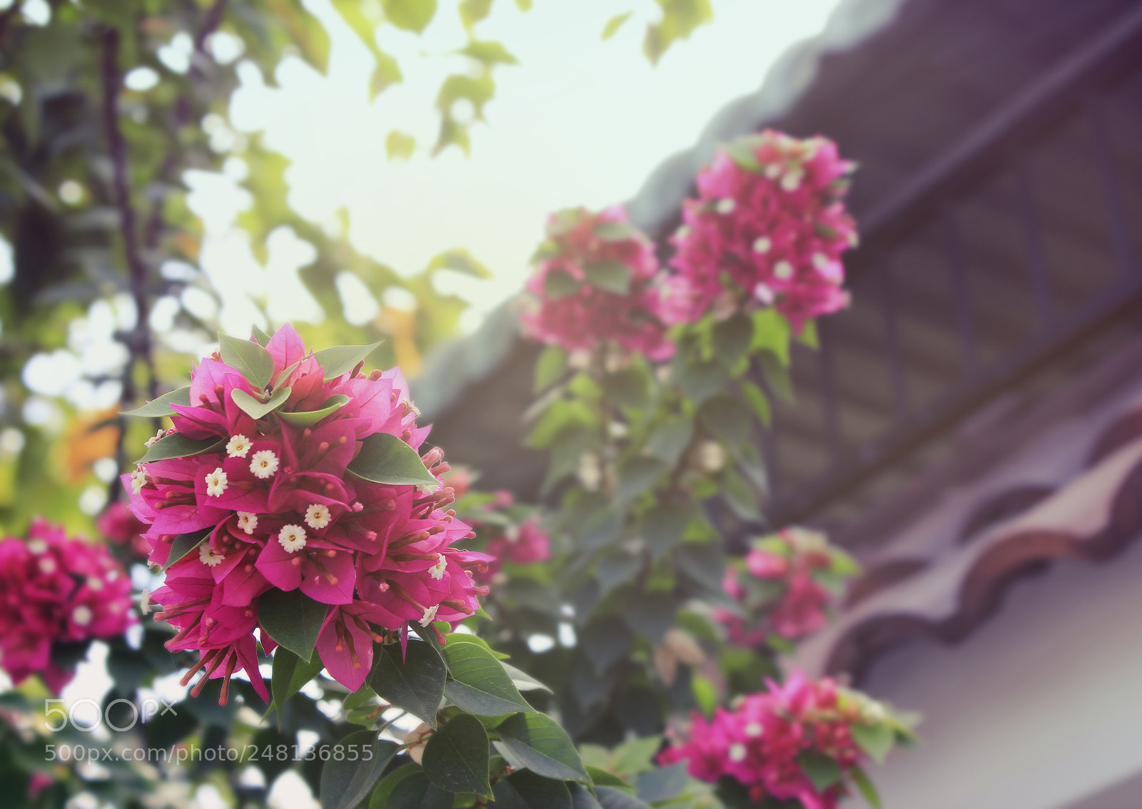 Canon EOS 550D (EOS Rebel T2i / EOS Kiss X4) sample photo. Awesome blossom photography