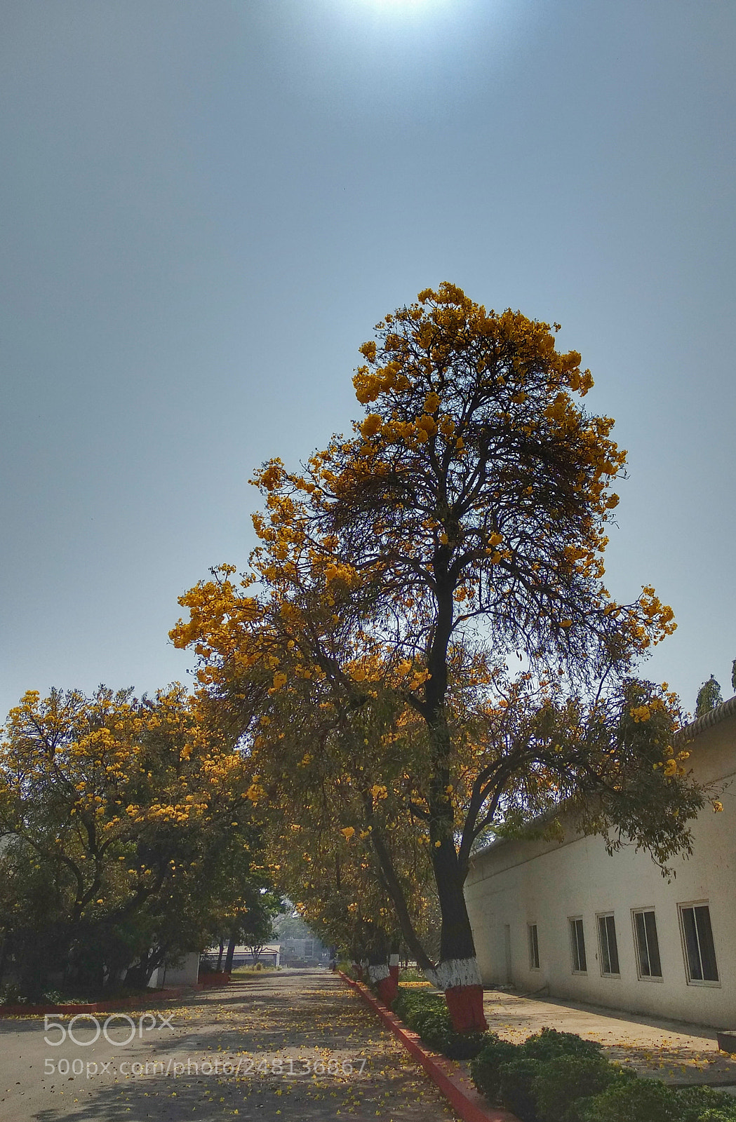 Xiaomi Mi A1 sample photo. Rising star photography